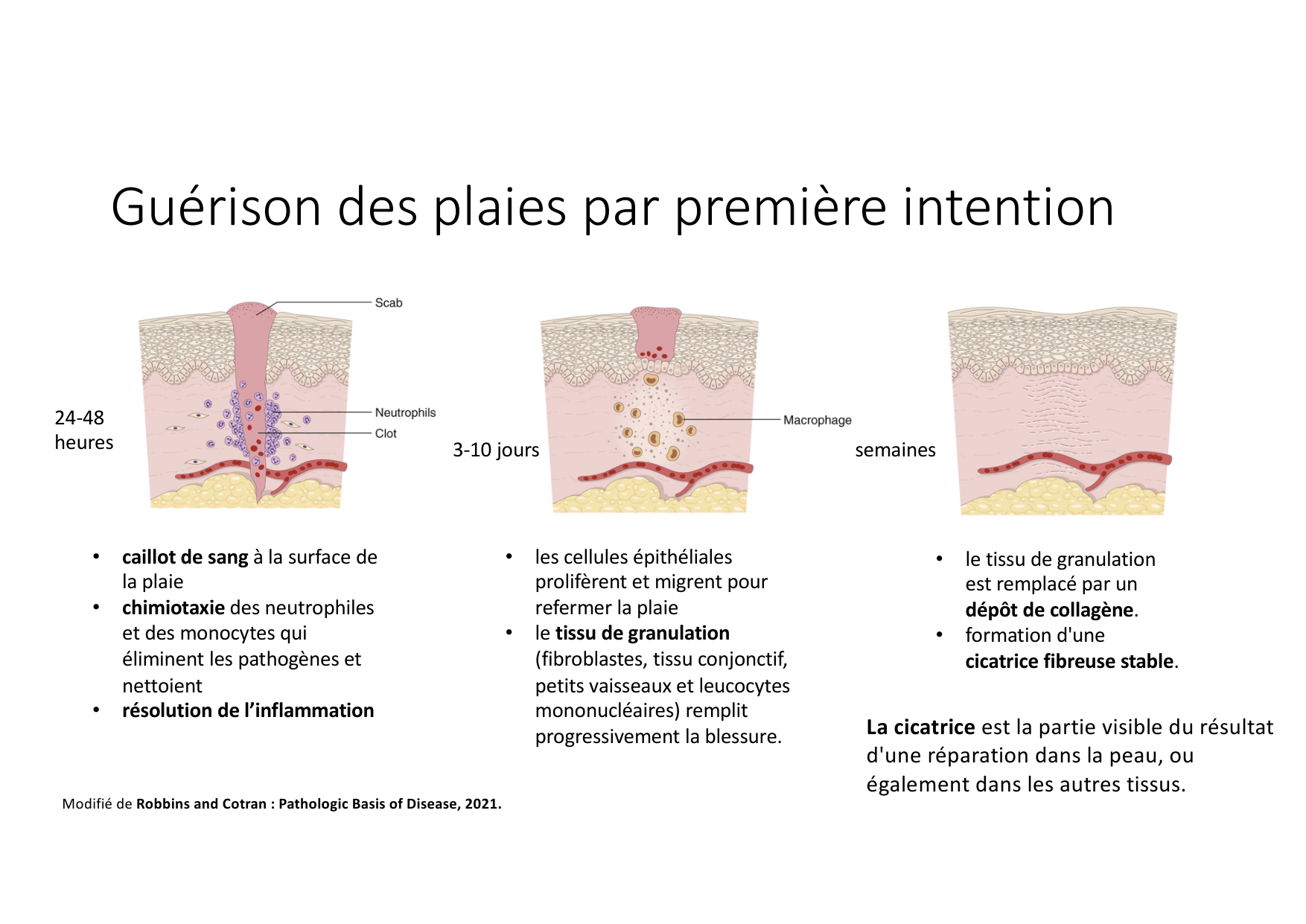 Résolution de linflammation 2026 Egervari page 8