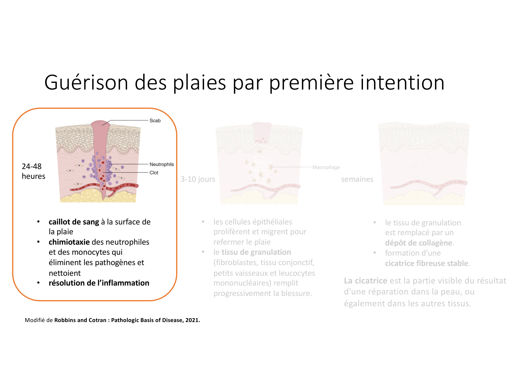 Résolution de linflammation 2026 Egervari page 10