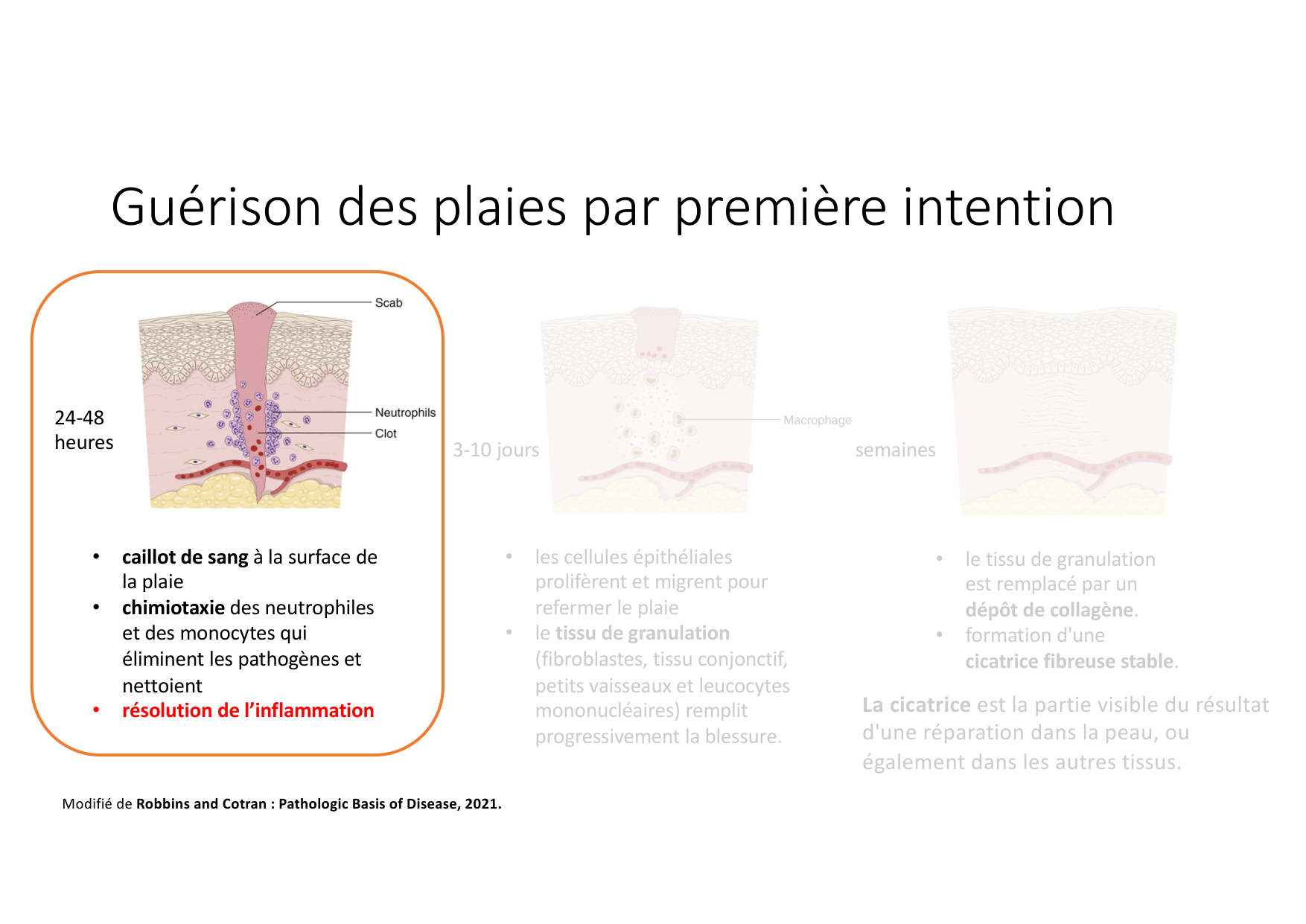 Résolution de linflammation 2026 Egervari page 11