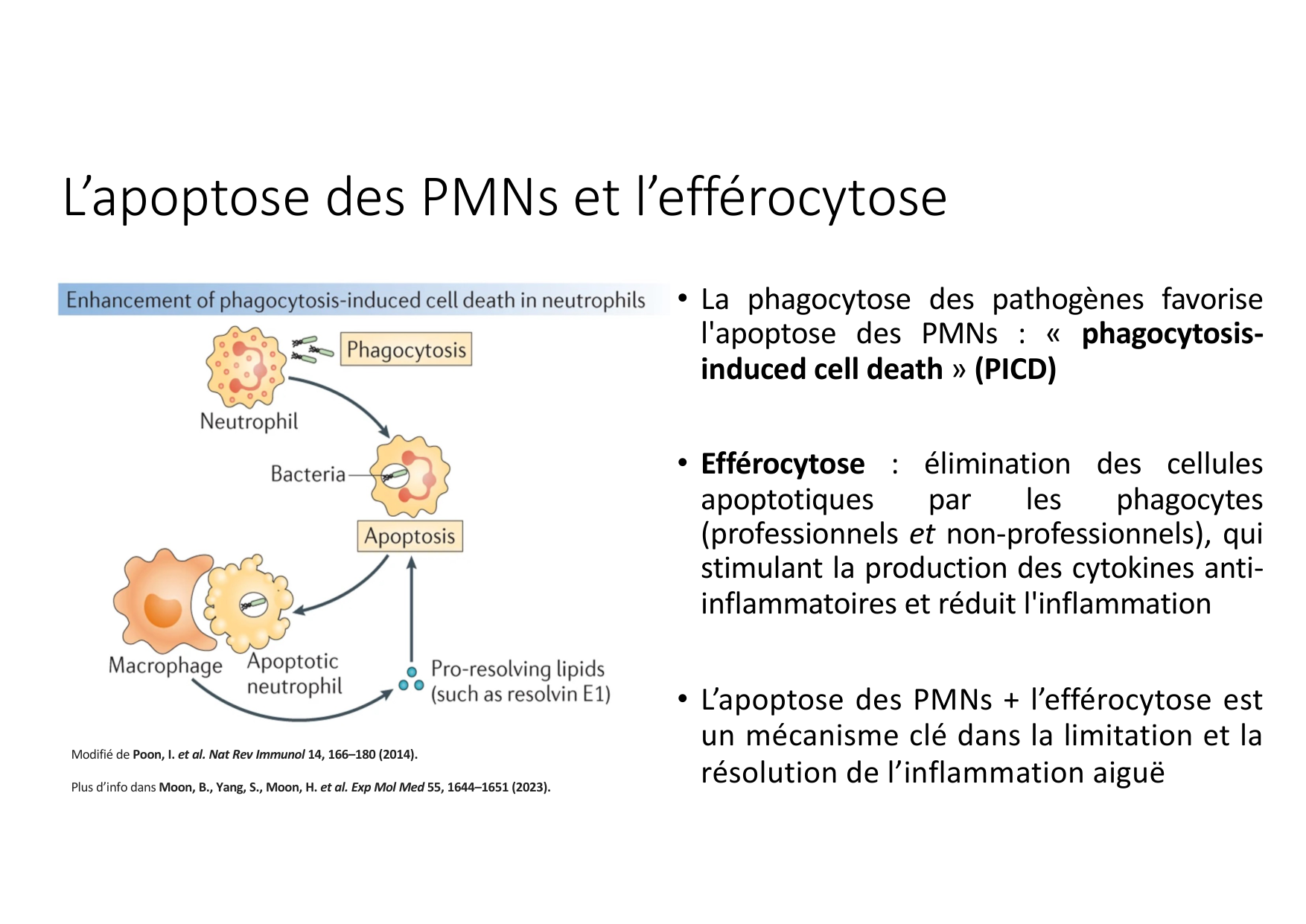 Résolution de linflammation 2026 Egervari page 13