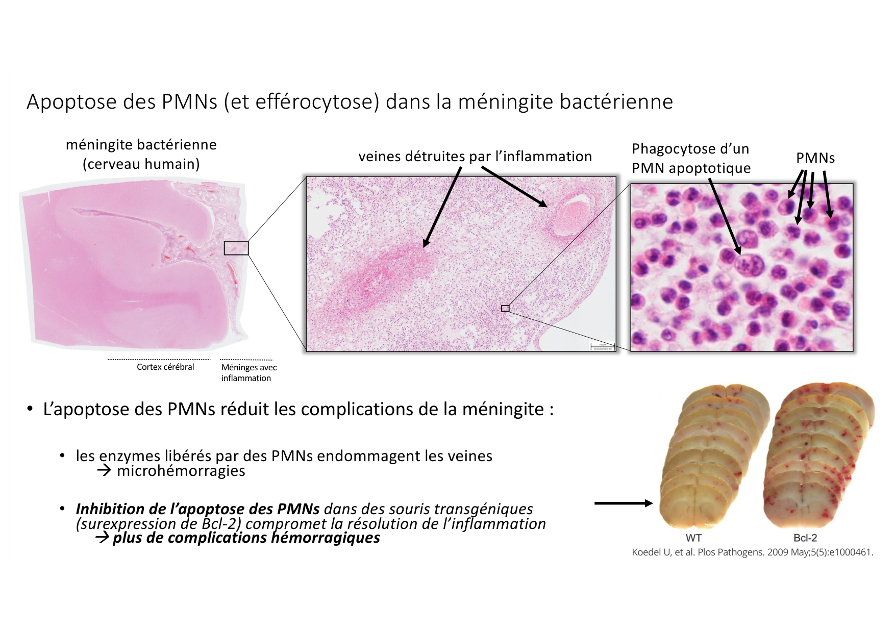 Résolution de linflammation 2026 Egervari page 14