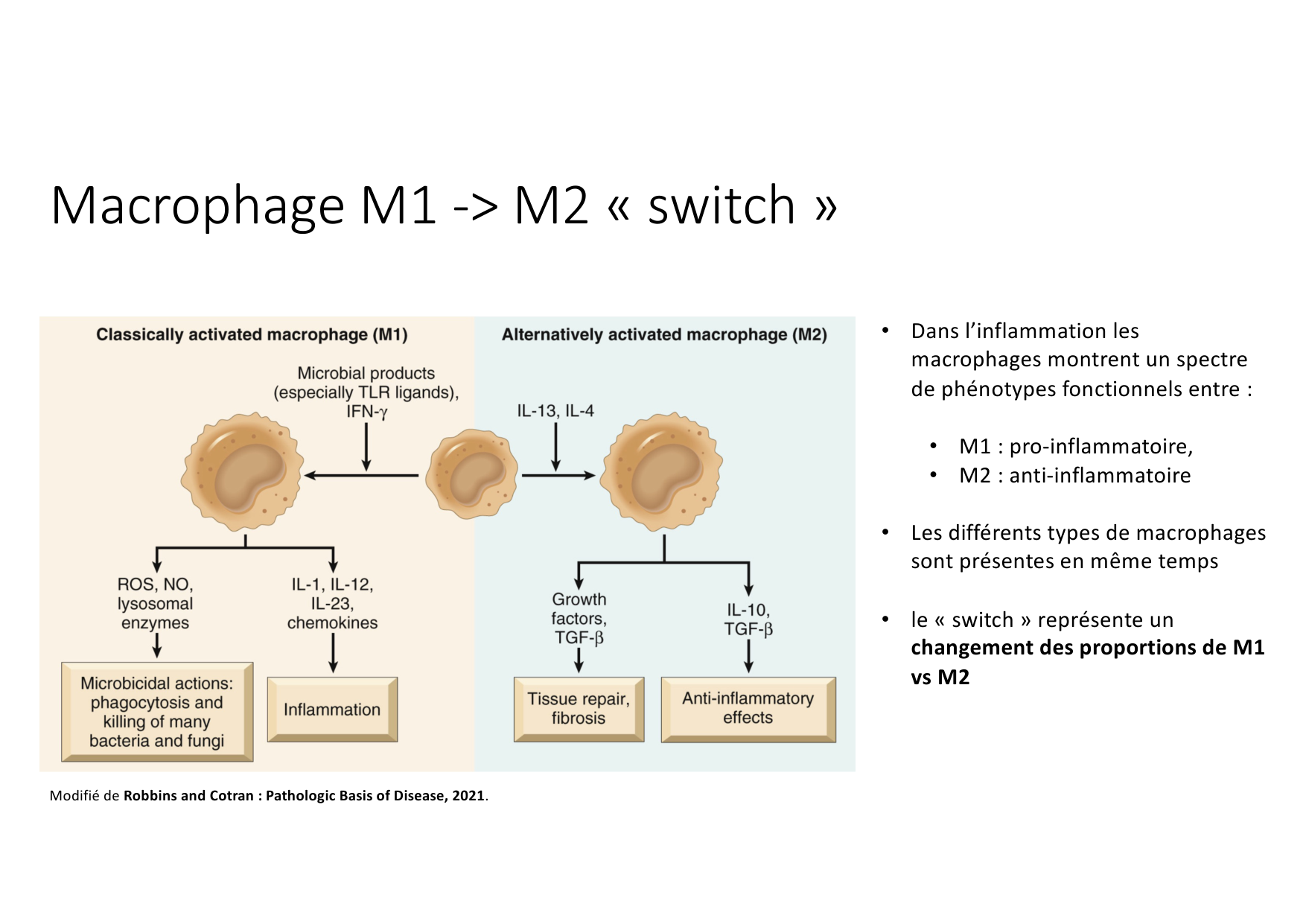 Résolution de linflammation 2026 Egervari page 16