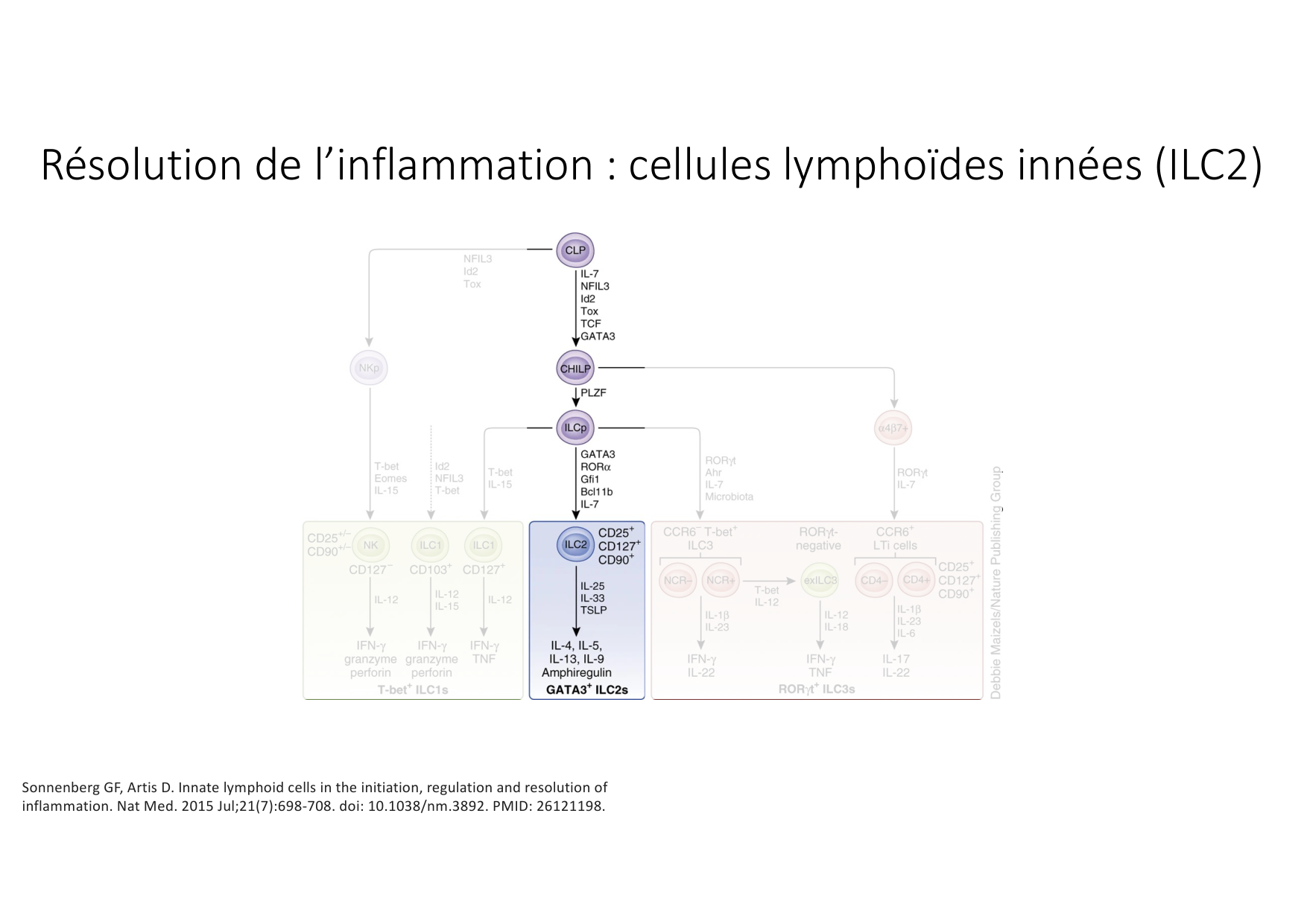 Résolution de linflammation 2026 Egervari page 17