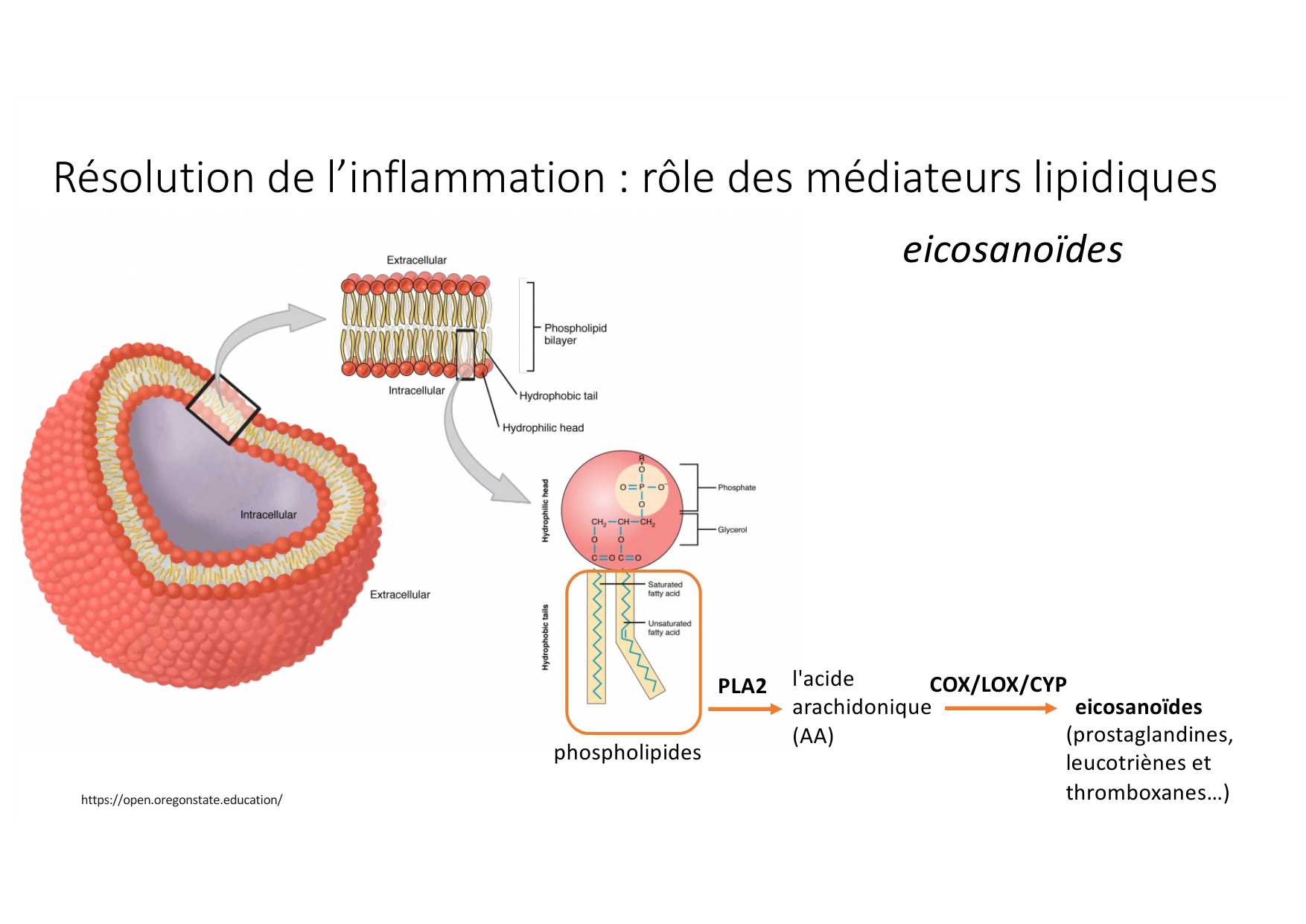 Résolution de linflammation 2026 Egervari page 20