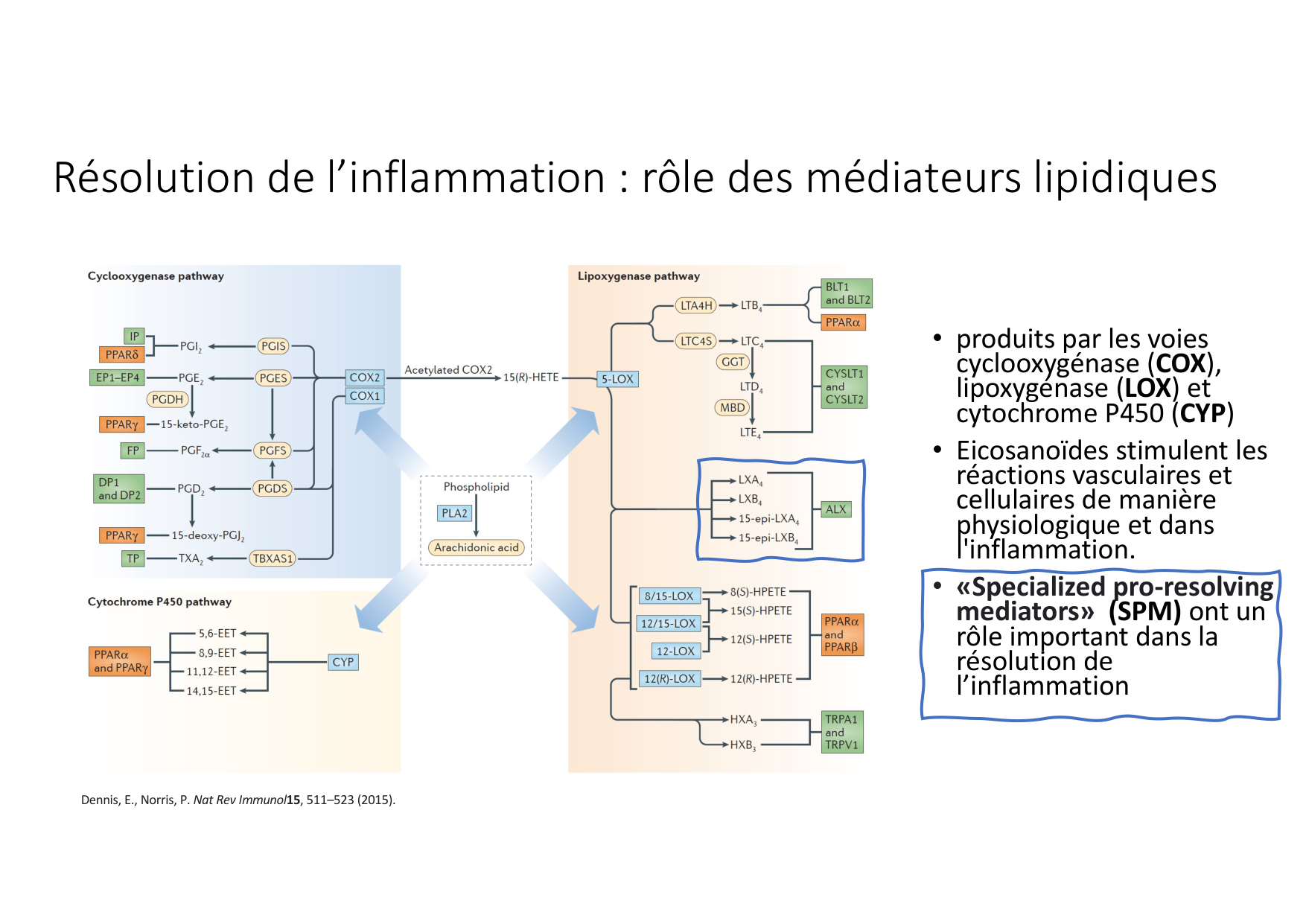 Résolution de linflammation 2026 Egervari page 21