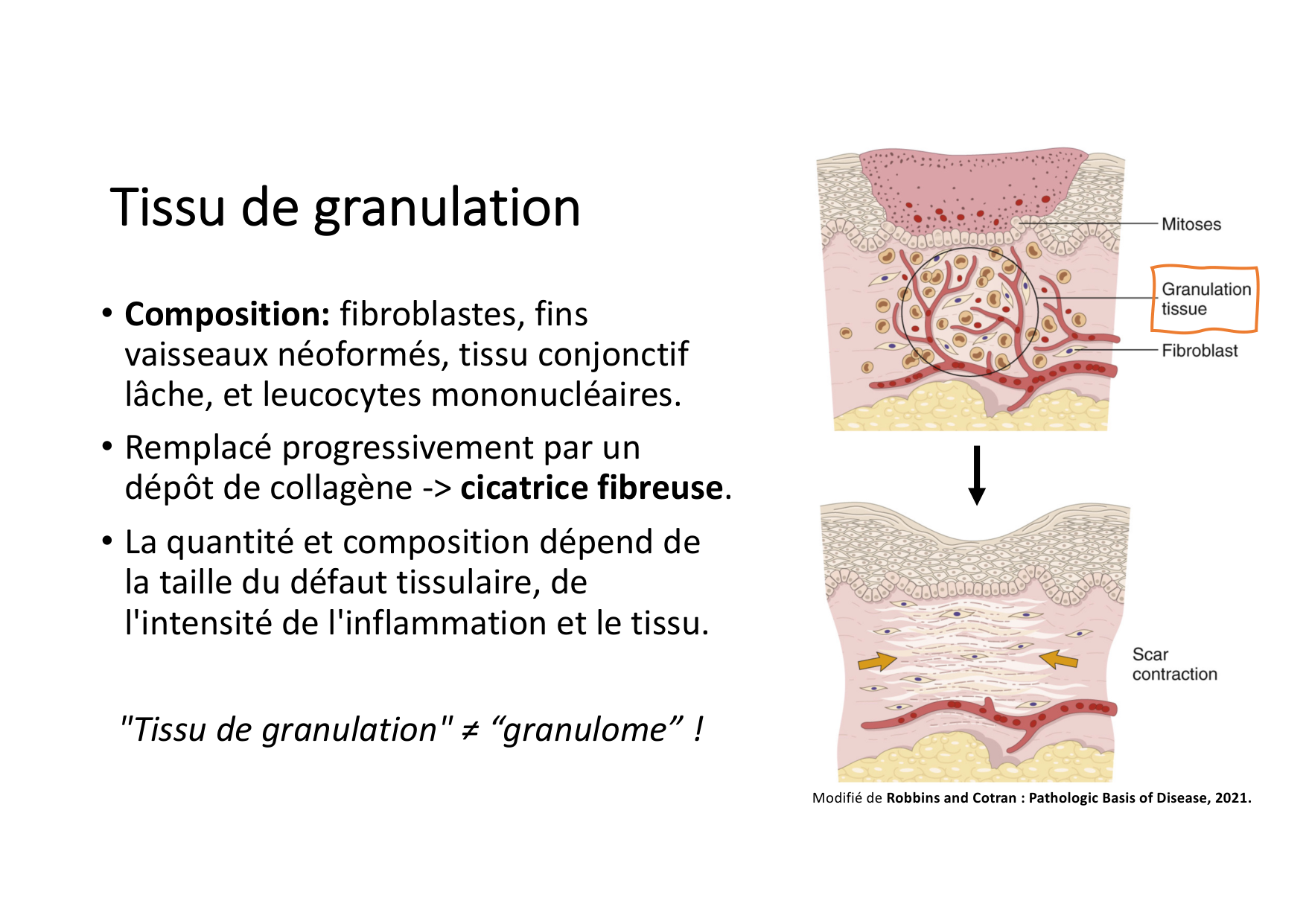 Résolution de linflammation 2026 Egervari page 31