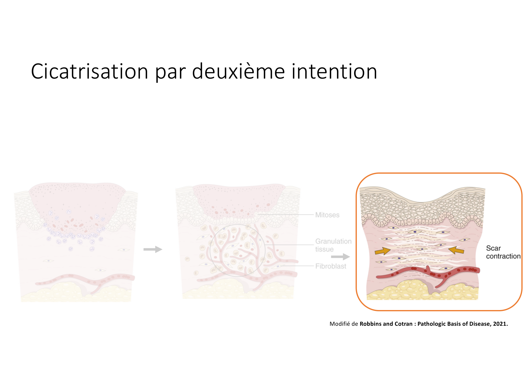 Résolution de linflammation 2026 Egervari page 36