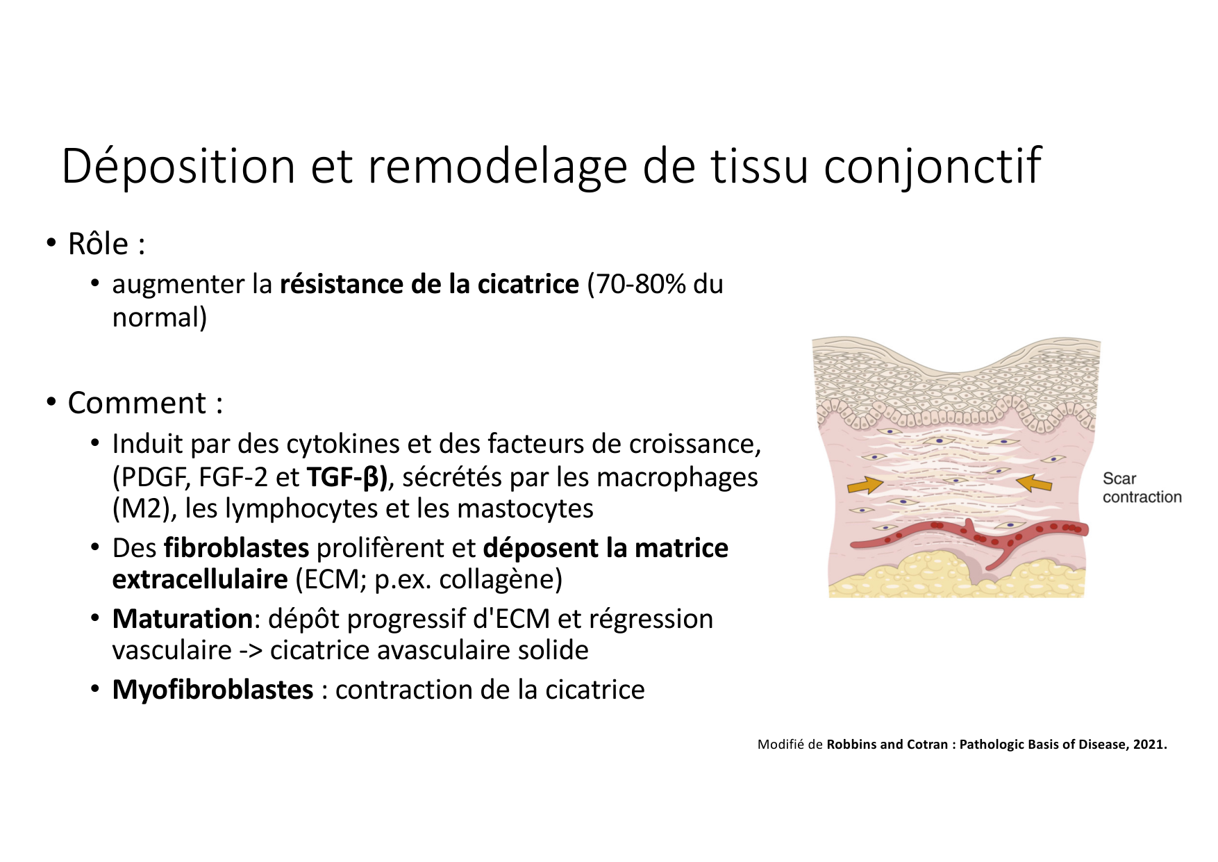 Résolution de linflammation 2026 Egervari page 37