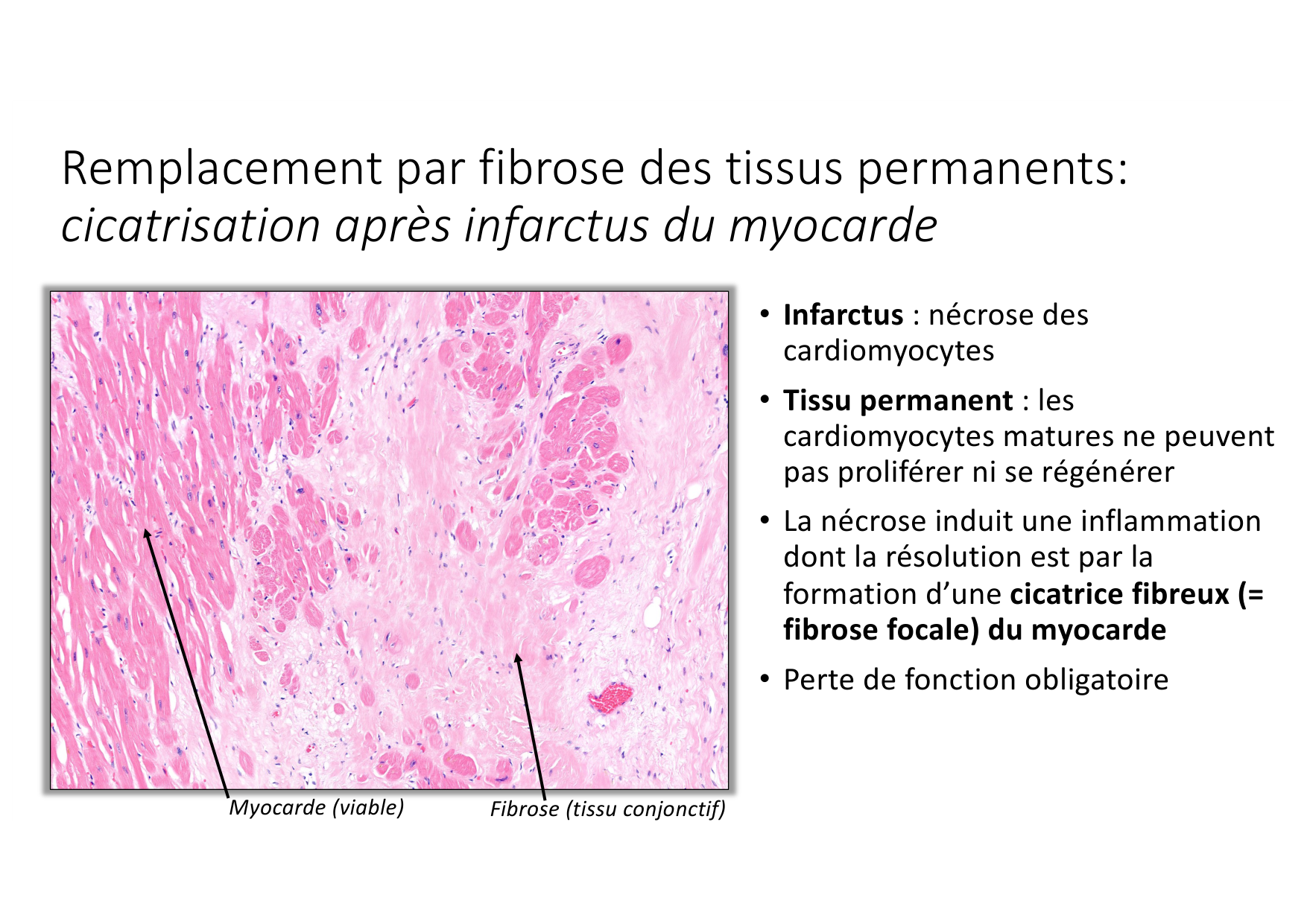 Résolution de linflammation 2026 Egervari page 43