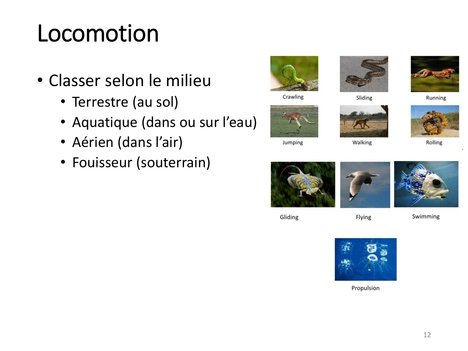 1-IntroductionLocomotion-2026 page 12