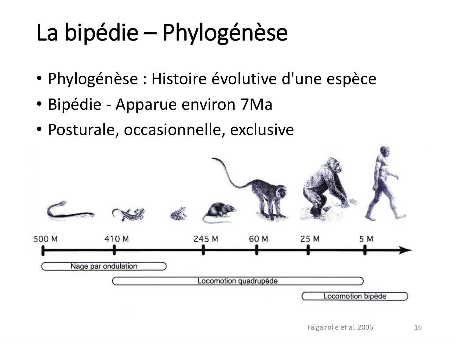 1-IntroductionLocomotion-2026 page 16