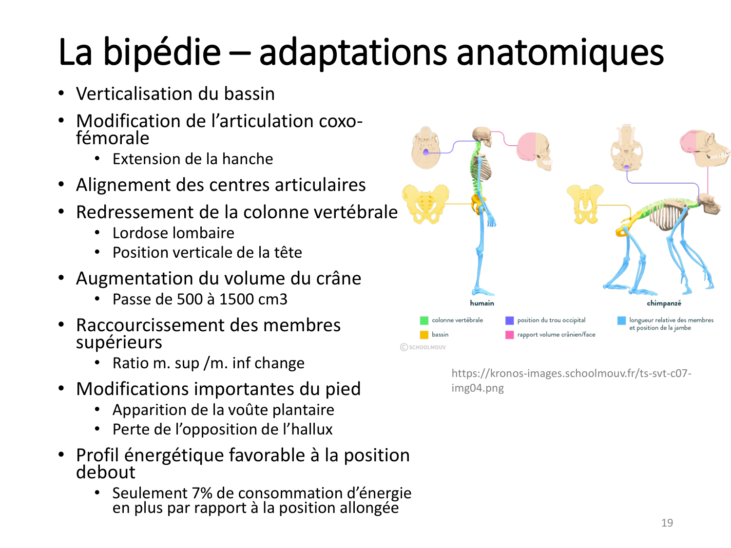 1-IntroductionLocomotion-2026 page 19