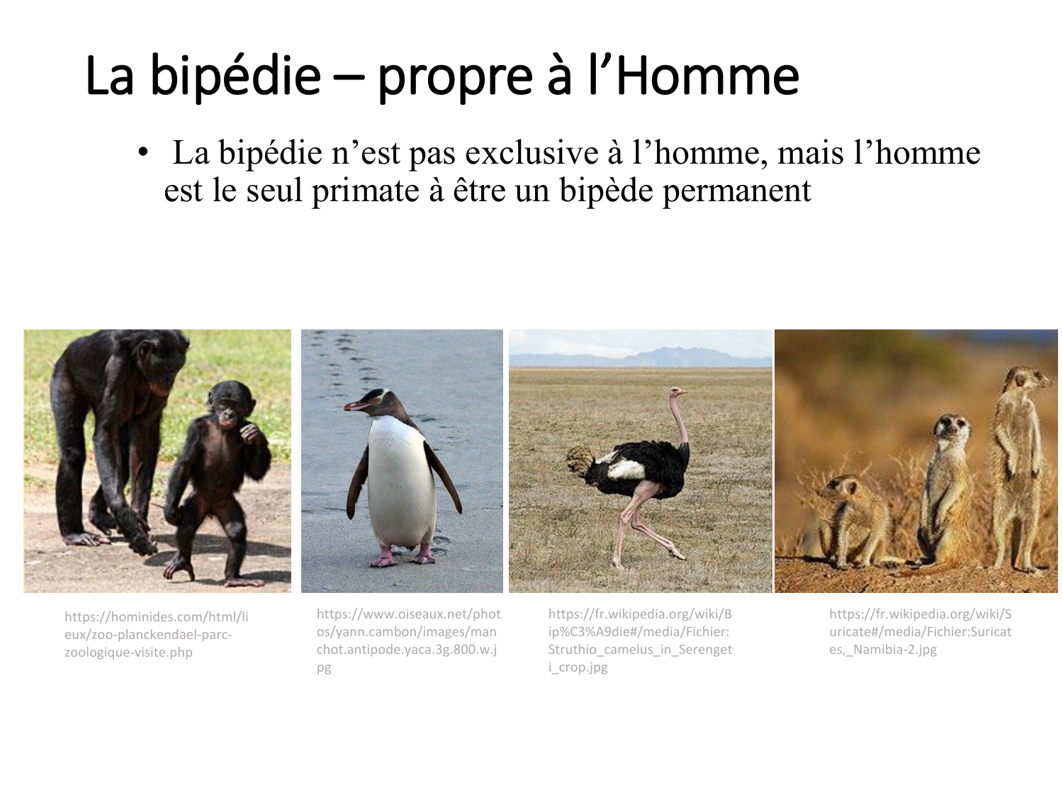 1-IntroductionLocomotion-2026 page 20