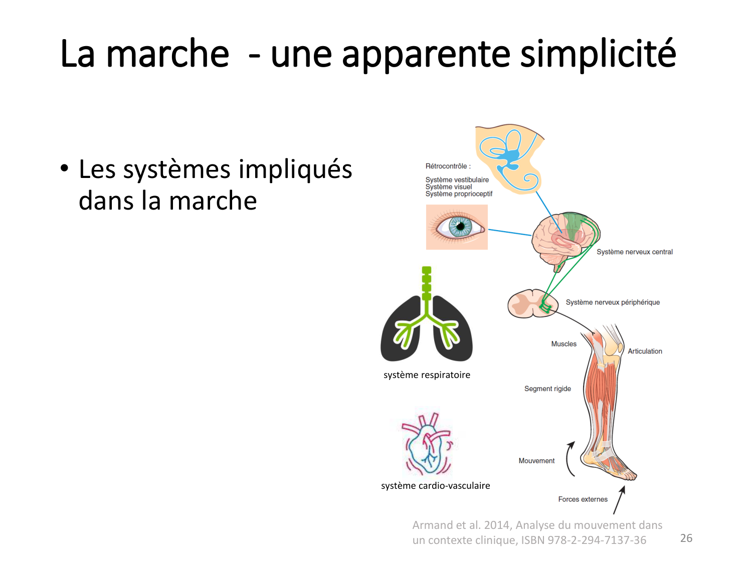 1-IntroductionLocomotion-2026 page 26