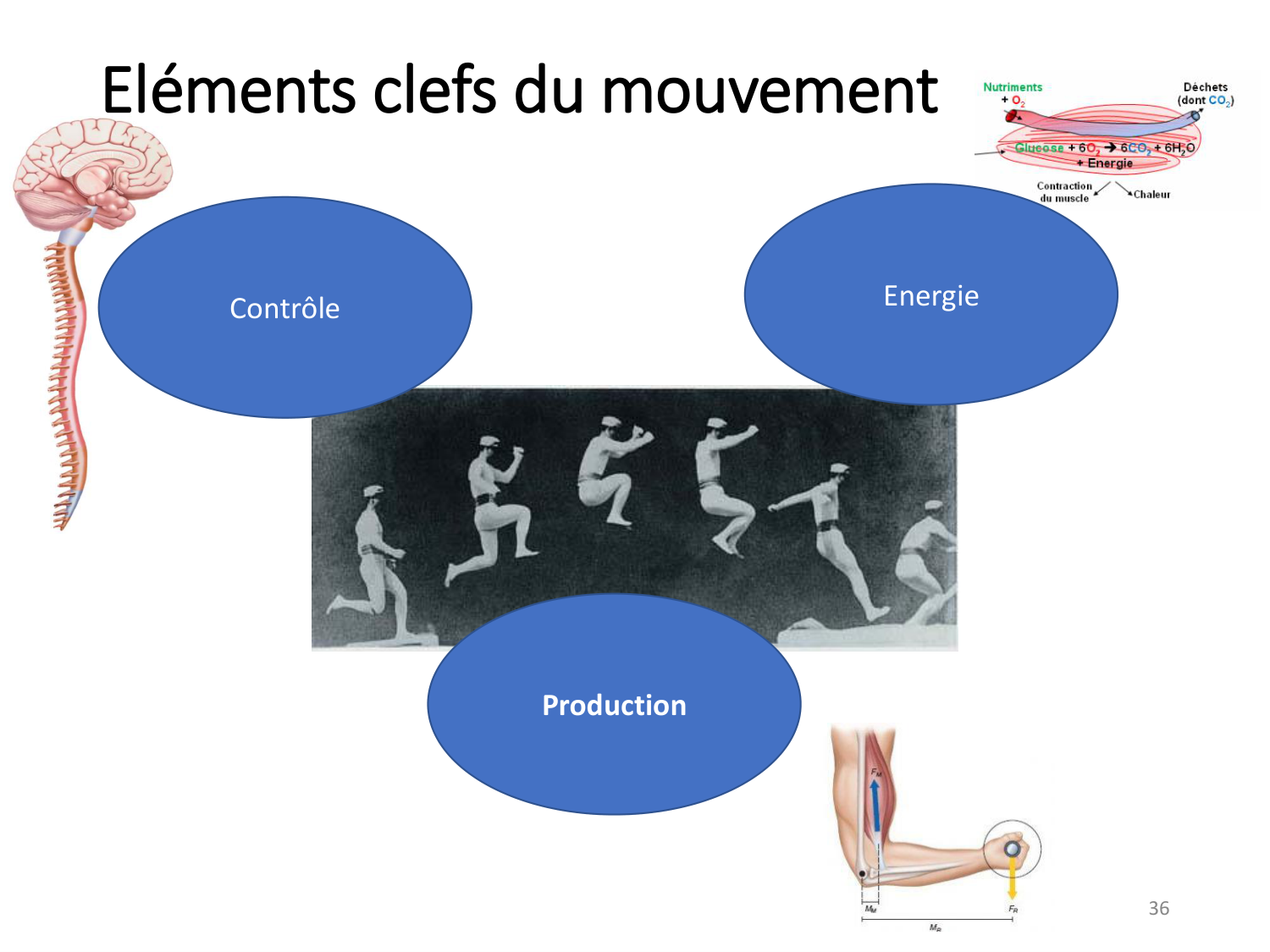 1-IntroductionLocomotion-2026 page 36