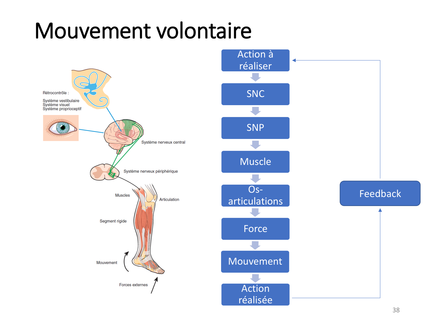 1-IntroductionLocomotion-2026 page 38