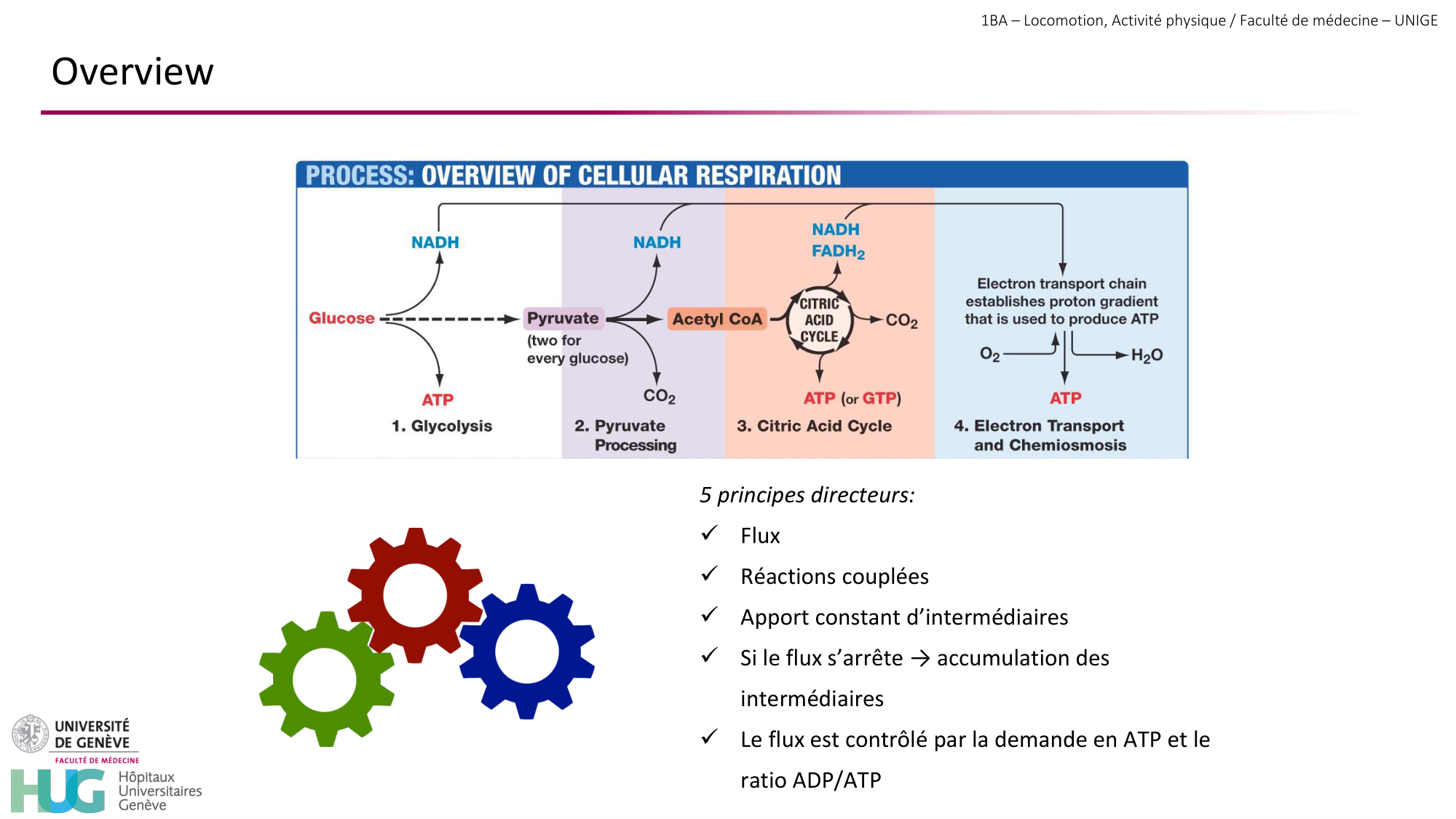 1BA 2025-2026 2026.04.13 - Energie du mouvement - Ivo NETO SILVA page 15
