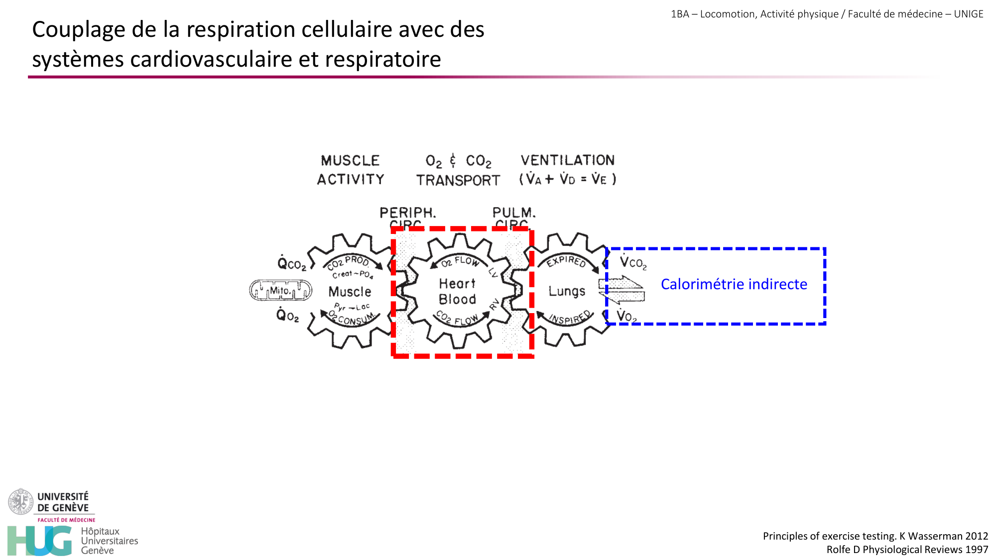 1BA 2025-2026 2026.04.14 - Réponse cardio-vasculaire et respiratoire page 5