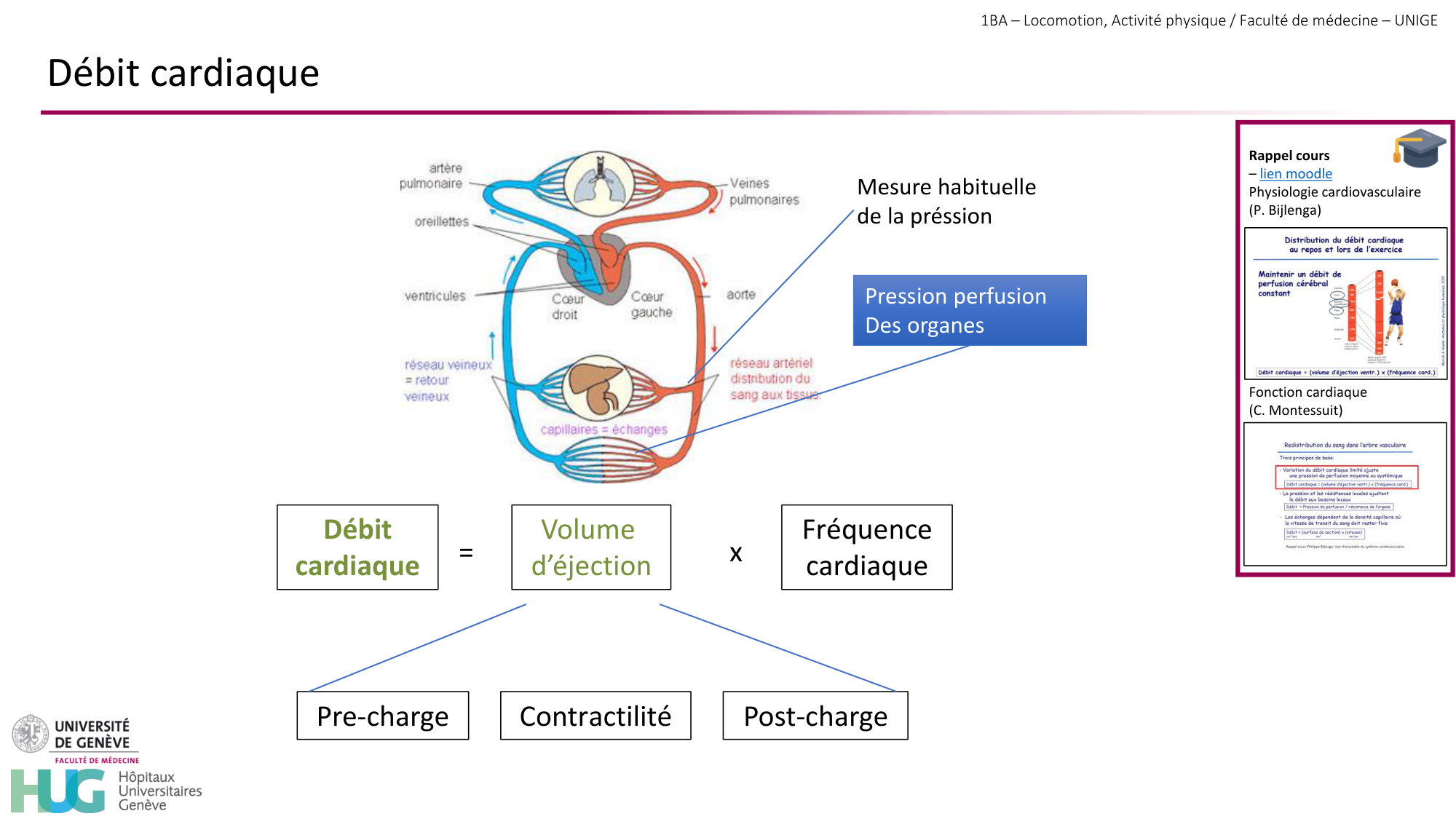 1BA 2025-2026 2026.04.14 - Réponse cardio-vasculaire et respiratoire page 17