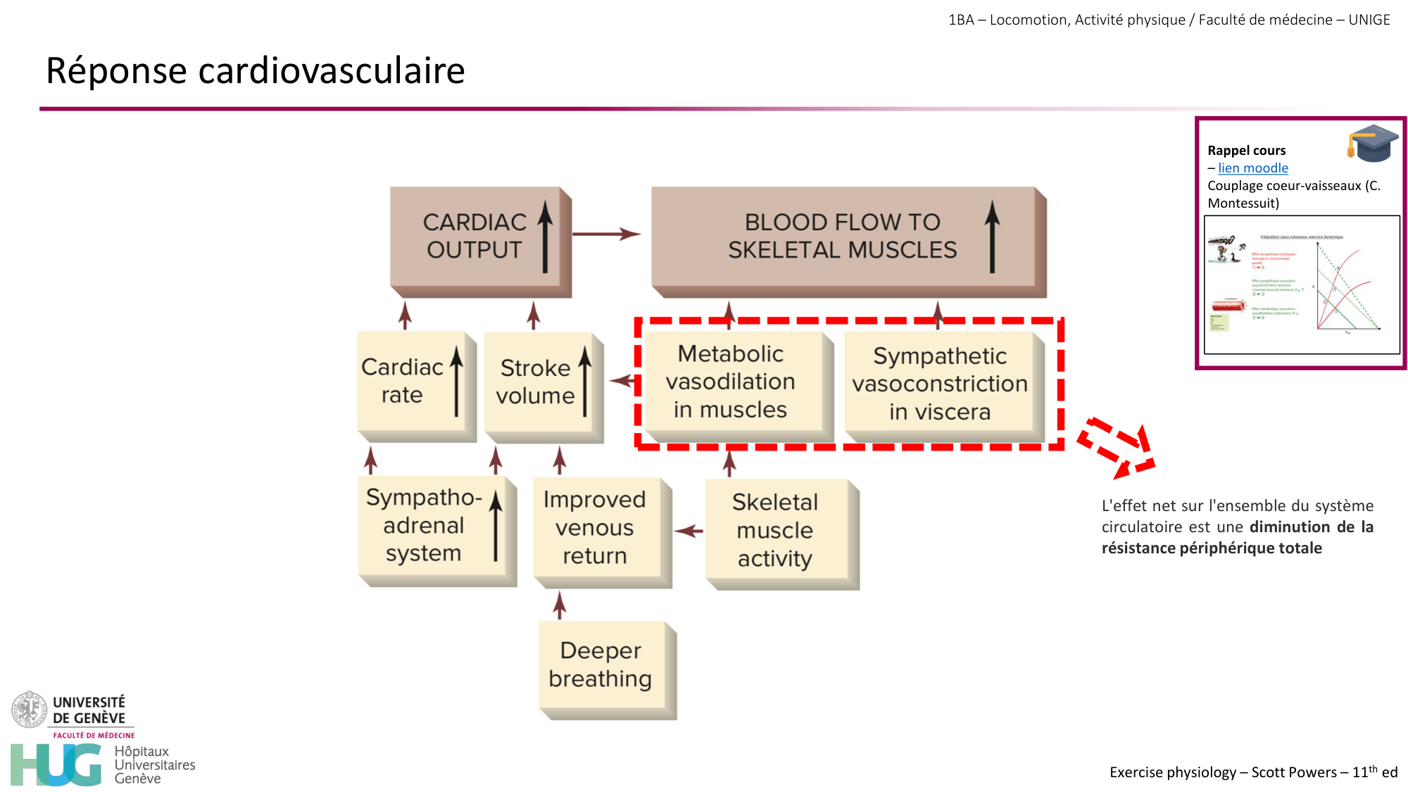 1BA 2025-2026 2026.04.14 - Réponse cardio-vasculaire et respiratoire page 26