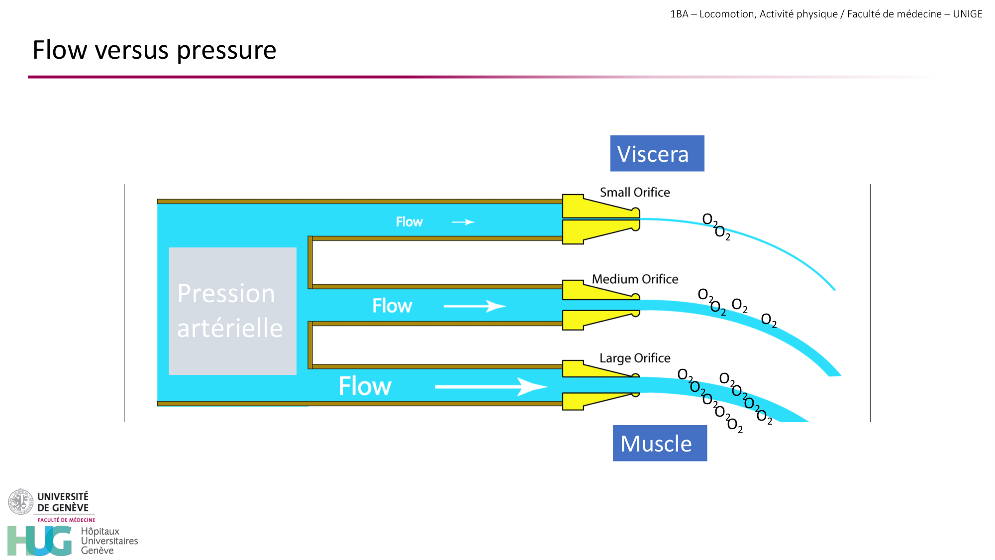 1BA 2025-2026 2026.04.14 - Réponse cardio-vasculaire et respiratoire page 27