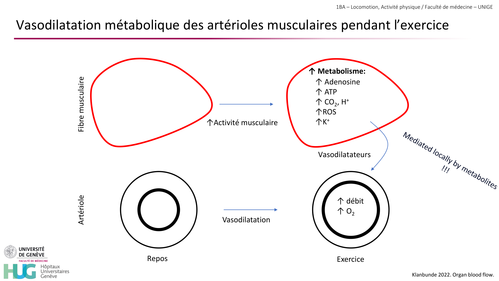 1BA 2025-2026 2026.04.14 - Réponse cardio-vasculaire et respiratoire page 28