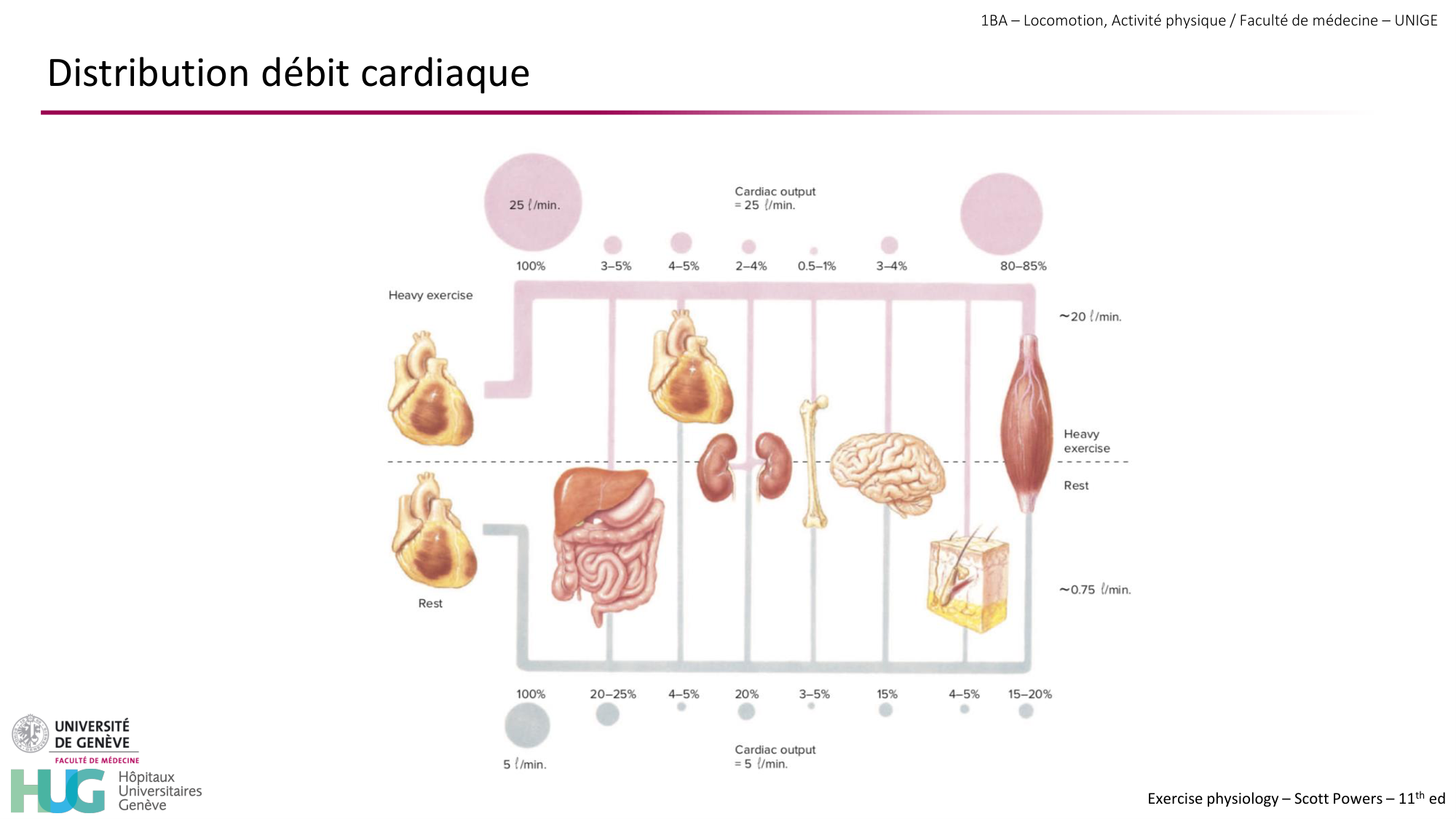 1BA 2025-2026 2026.04.14 - Réponse cardio-vasculaire et respiratoire page 29
