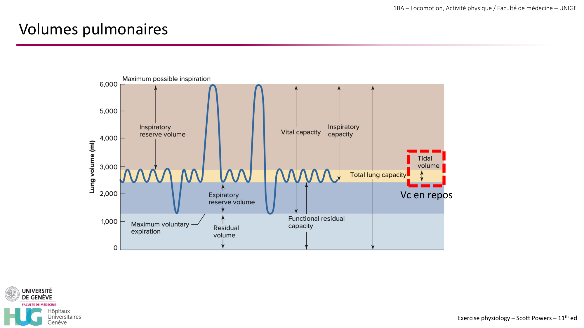 1BA 2025-2026 2026.04.14 - Réponse cardio-vasculaire et respiratoire page 31