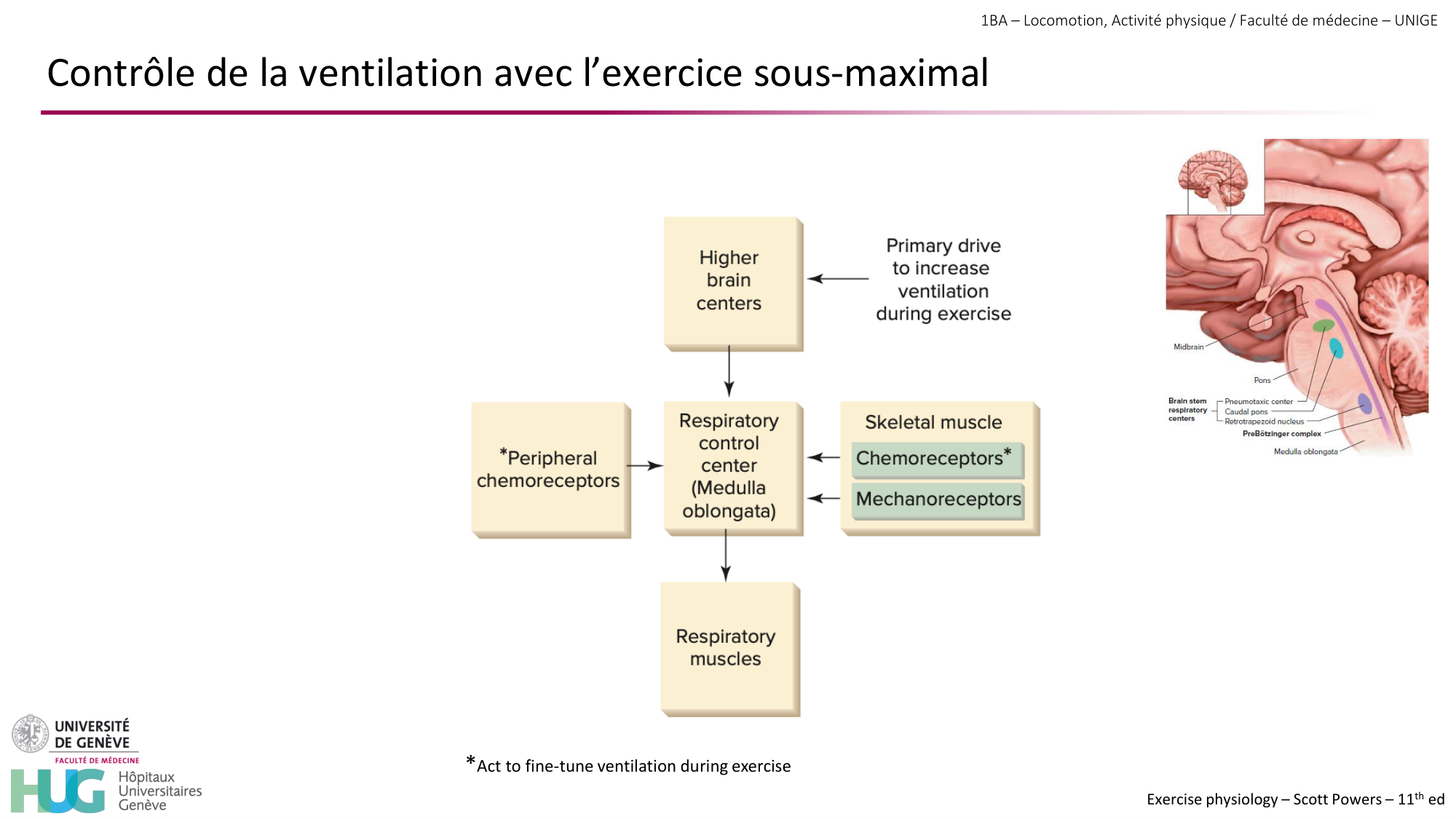 1BA 2025-2026 2026.04.14 - Réponse cardio-vasculaire et respiratoire page 37