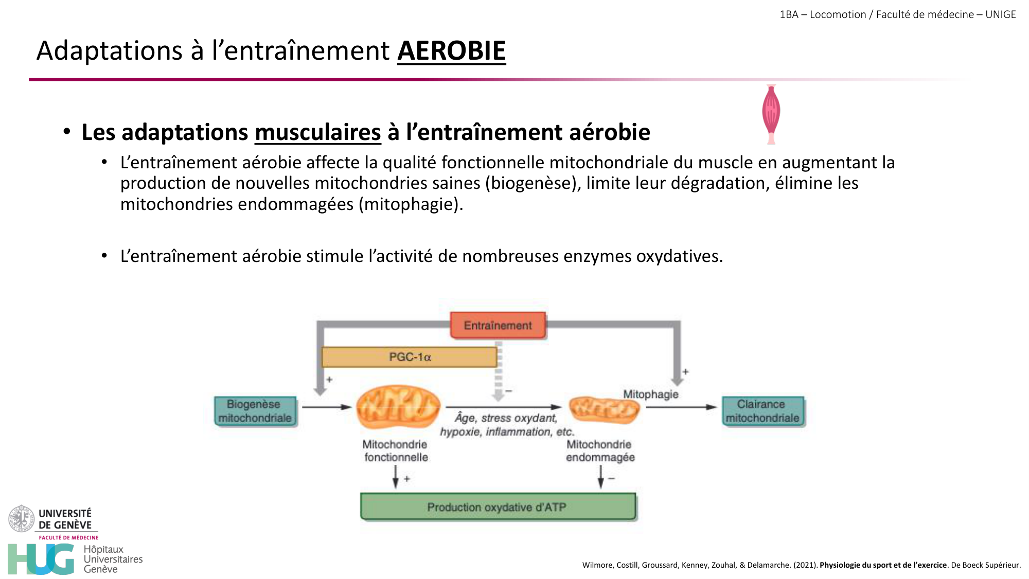 1BA 2025-2026 2026.04.16 - Entraînement physique - Ivo NETO SILVA page 43