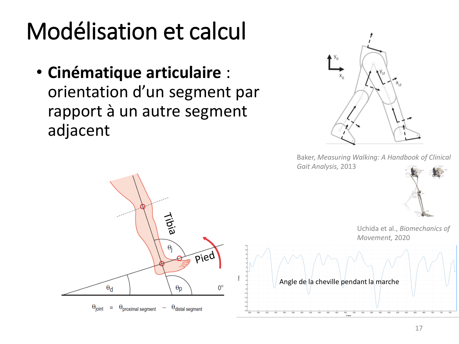 4-BiomecaniqueDuMembreInferieur-2026 page 17
