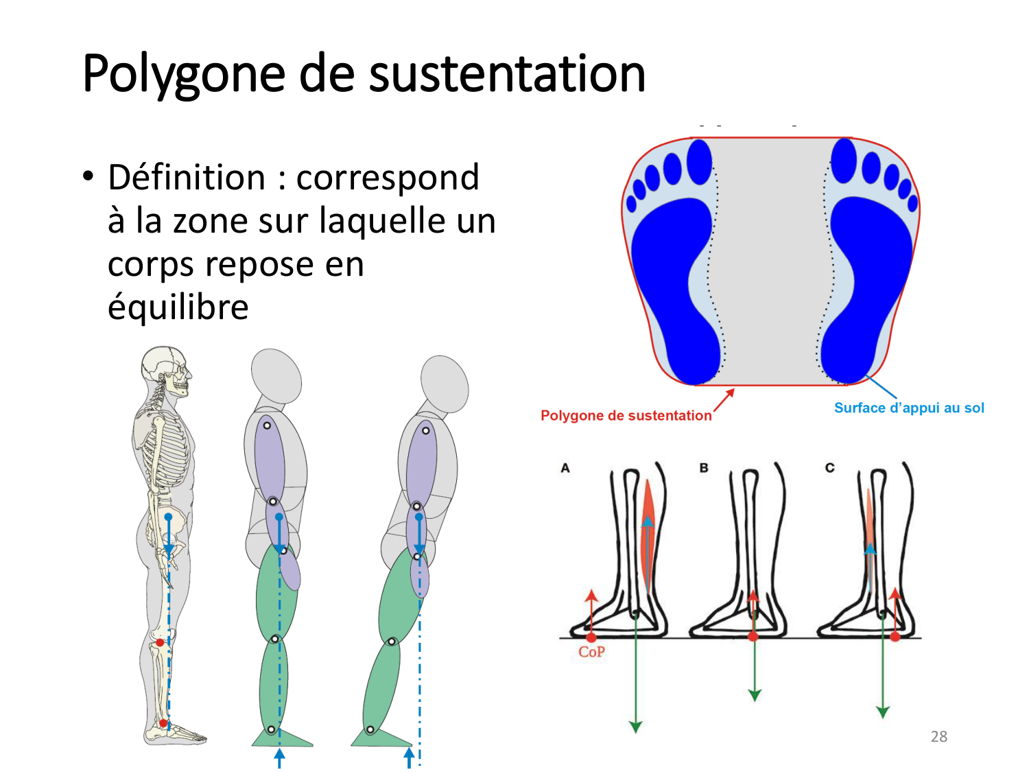 4-BiomecaniqueDuMembreInferieur-2026 page 28