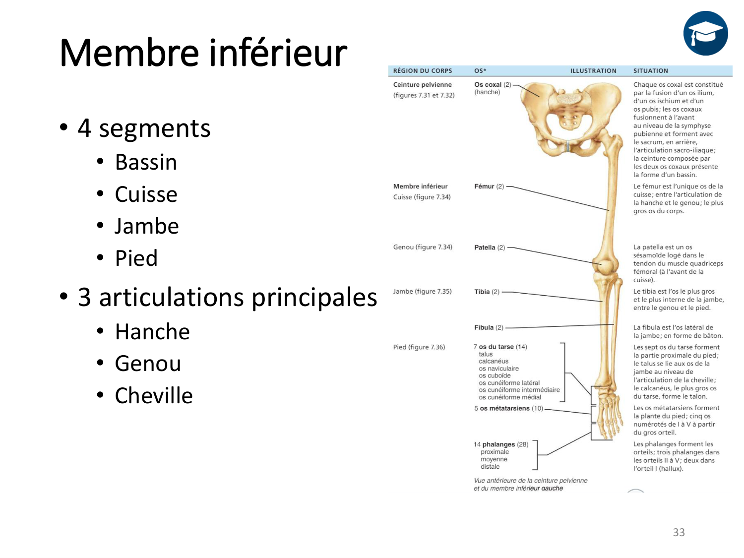 4-BiomecaniqueDuMembreInferieur-2026 page 33