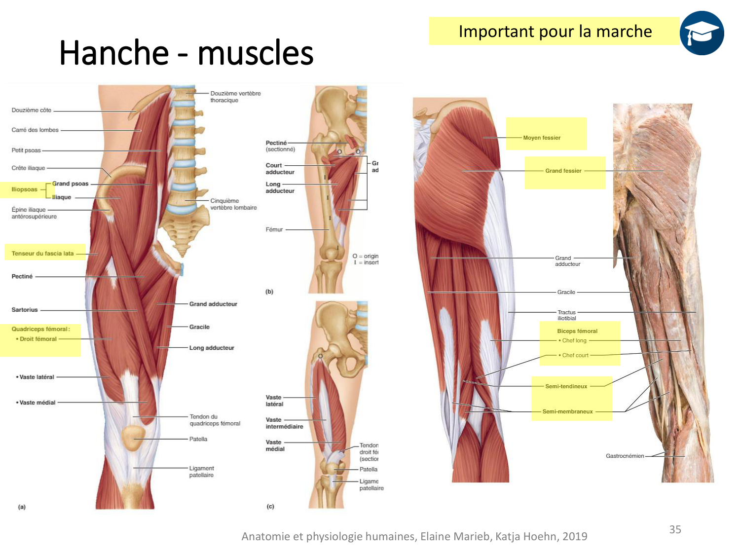 4-BiomecaniqueDuMembreInferieur-2026 page 35