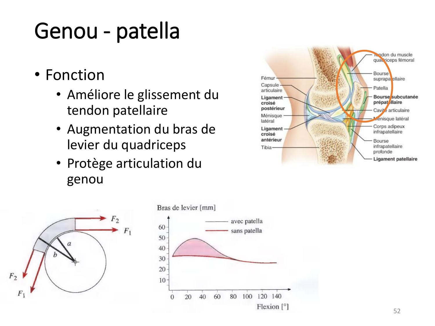 4-BiomecaniqueDuMembreInferieur-2026 page 51