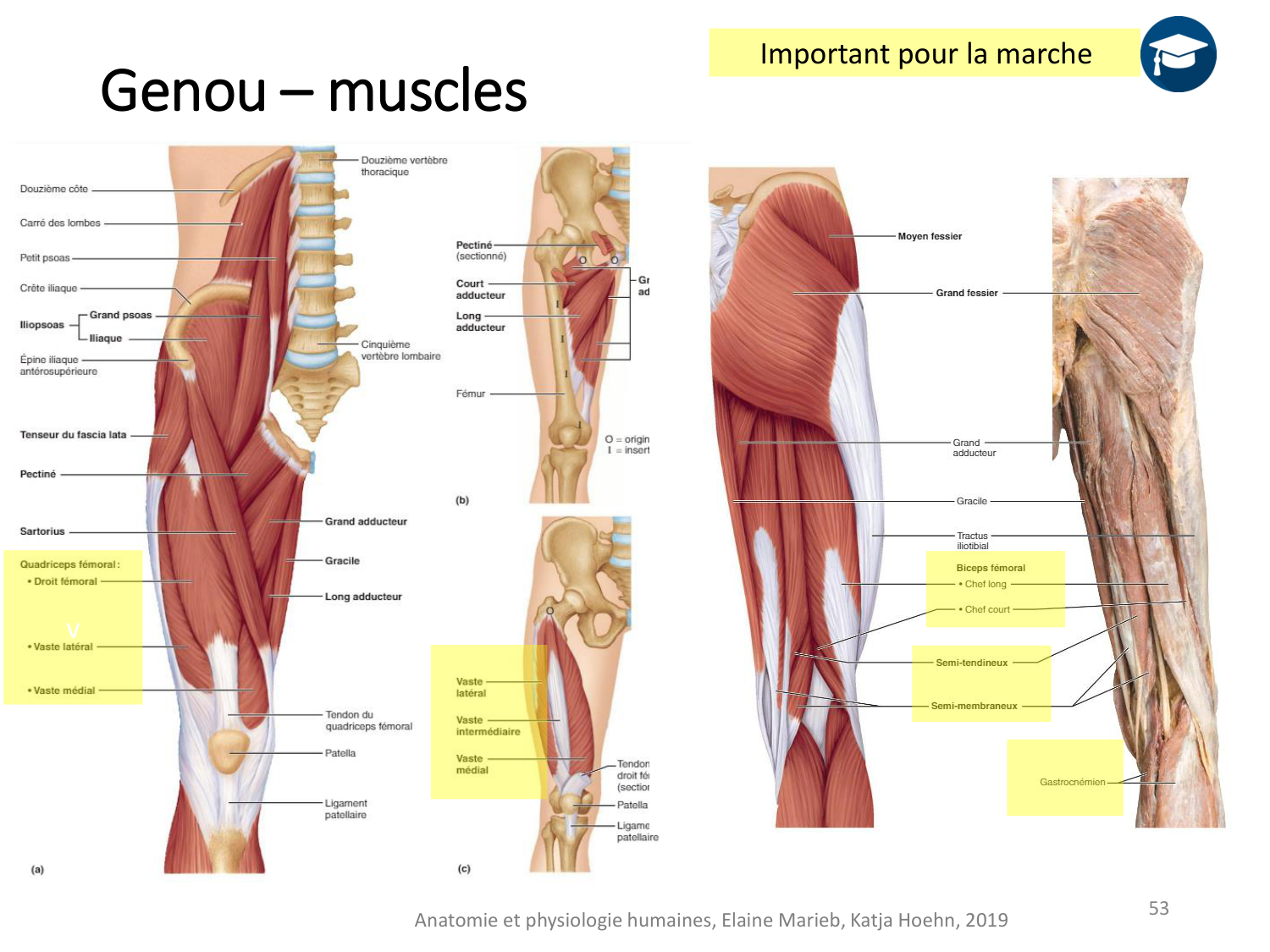 4-BiomecaniqueDuMembreInferieur-2026 page 52