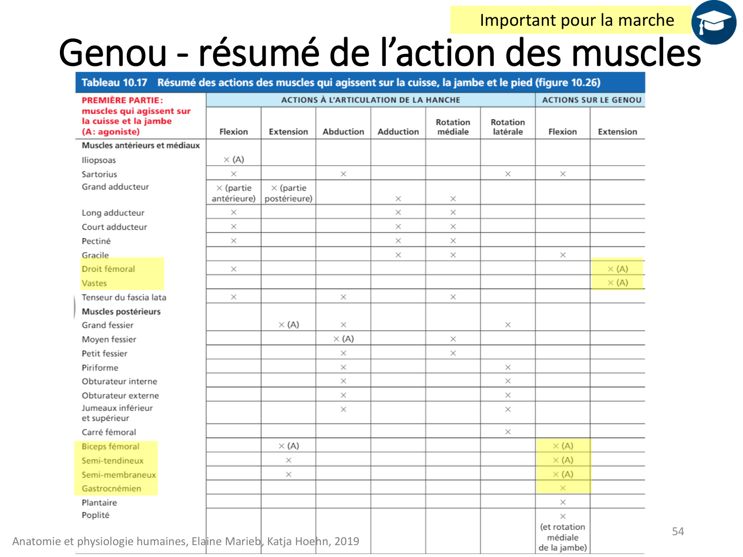 4-BiomecaniqueDuMembreInferieur-2026 page 53