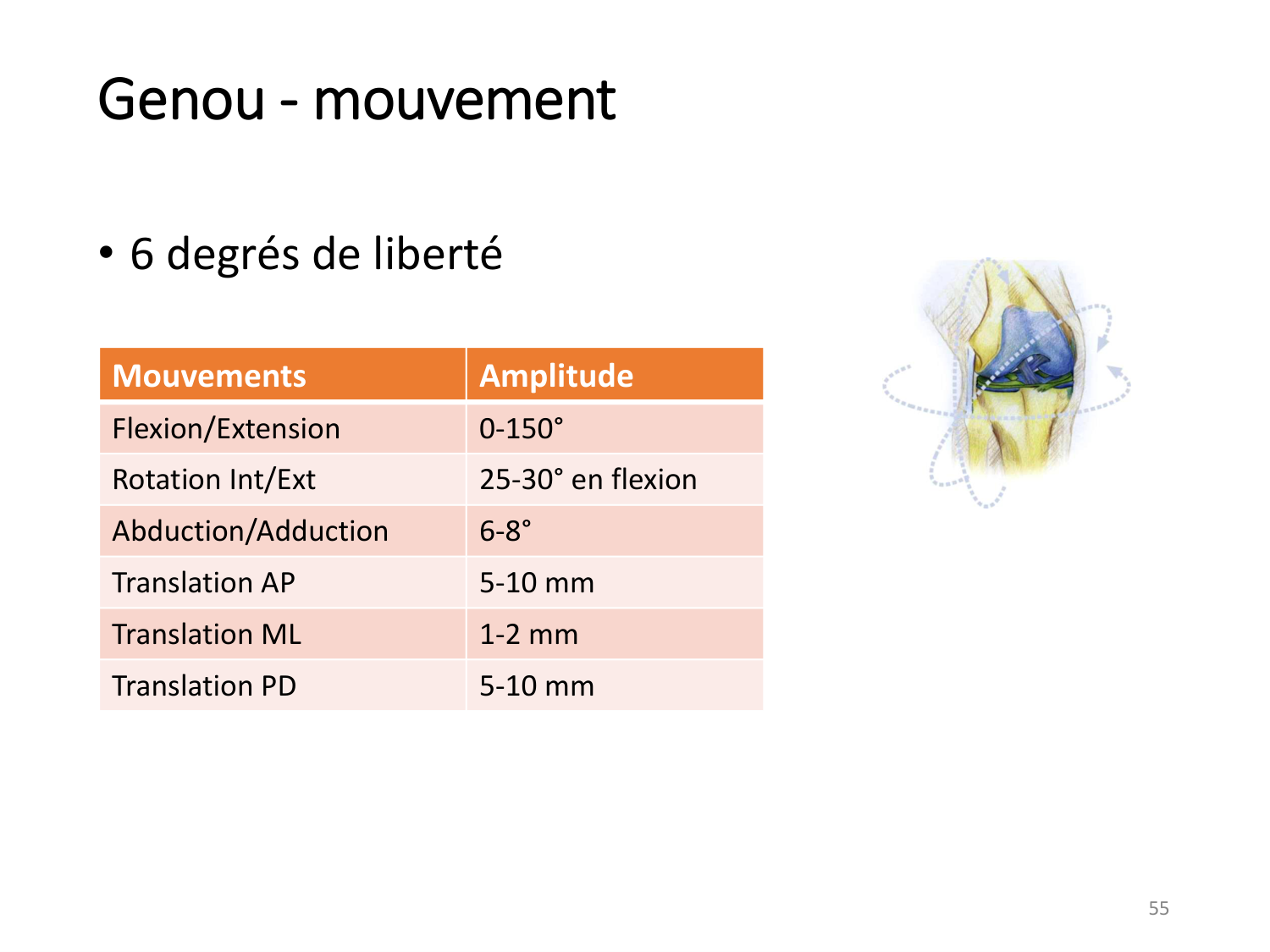 4-BiomecaniqueDuMembreInferieur-2026 page 54