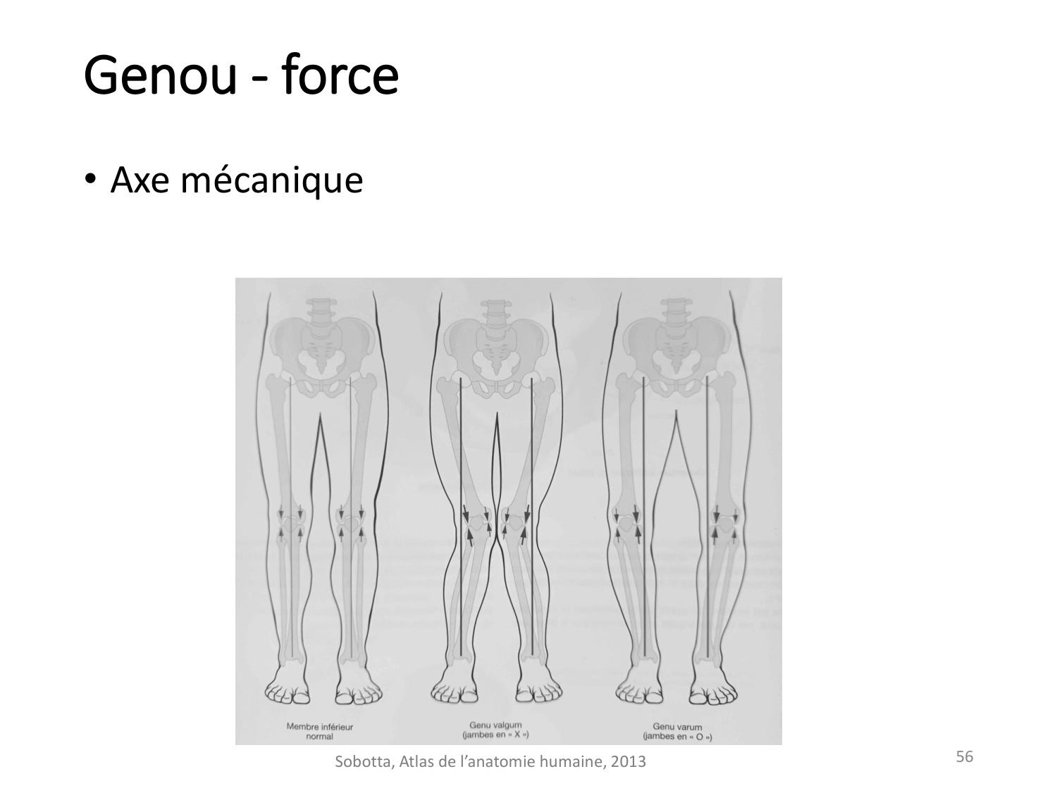 4-BiomecaniqueDuMembreInferieur-2026 page 55