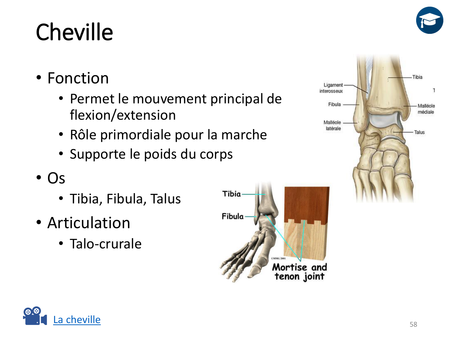 4-BiomecaniqueDuMembreInferieur-2026 page 57