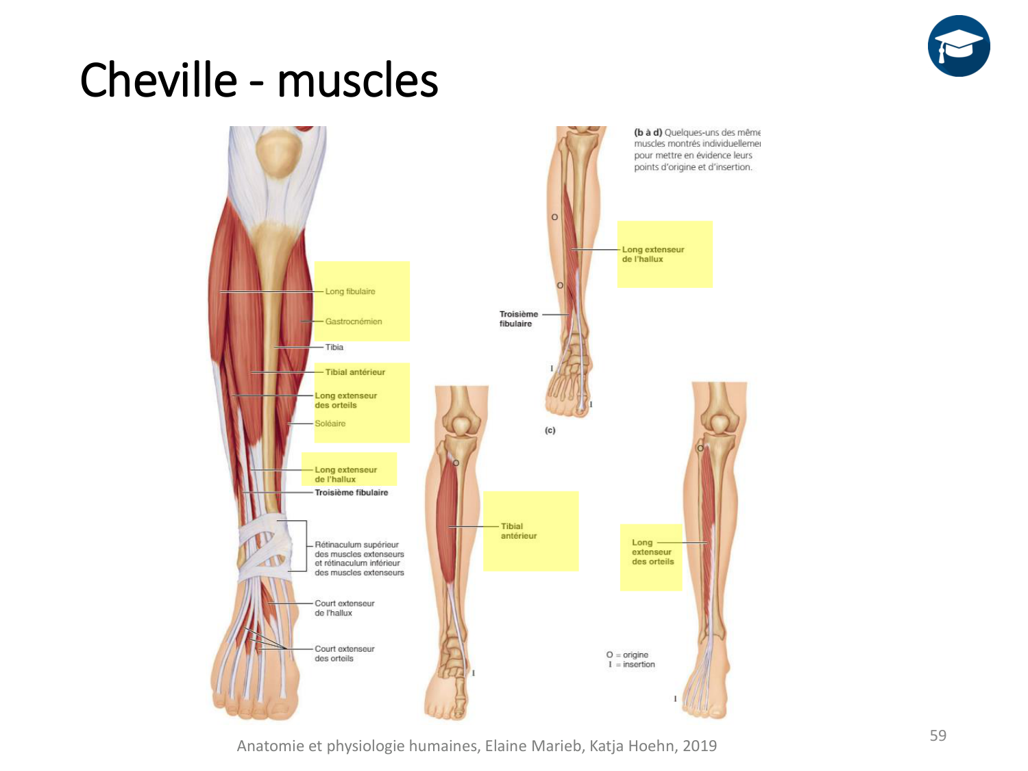 4-BiomecaniqueDuMembreInferieur-2026 page 58
