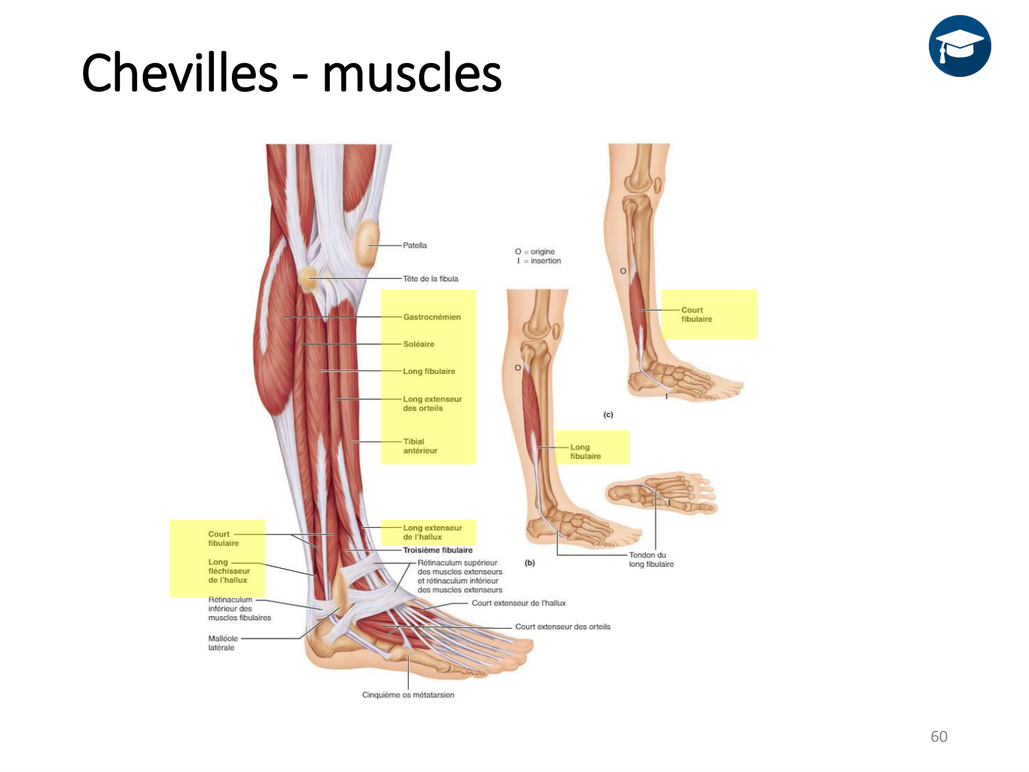 4-BiomecaniqueDuMembreInferieur-2026 page 59