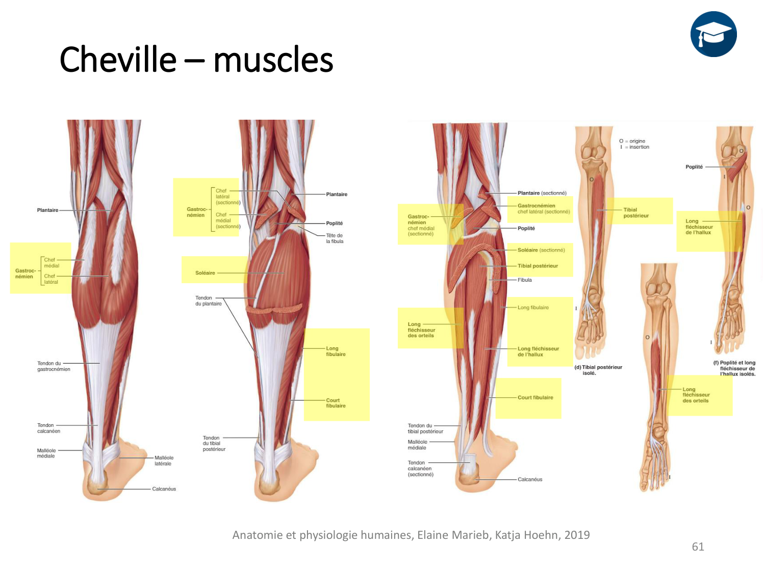 4-BiomecaniqueDuMembreInferieur-2026 page 60