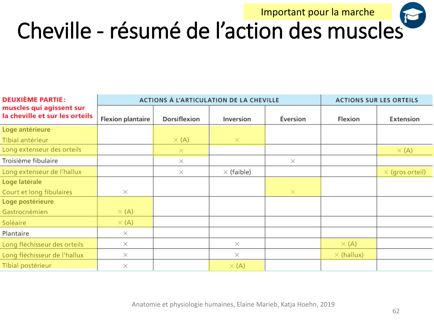 4-BiomecaniqueDuMembreInferieur-2026 page 61