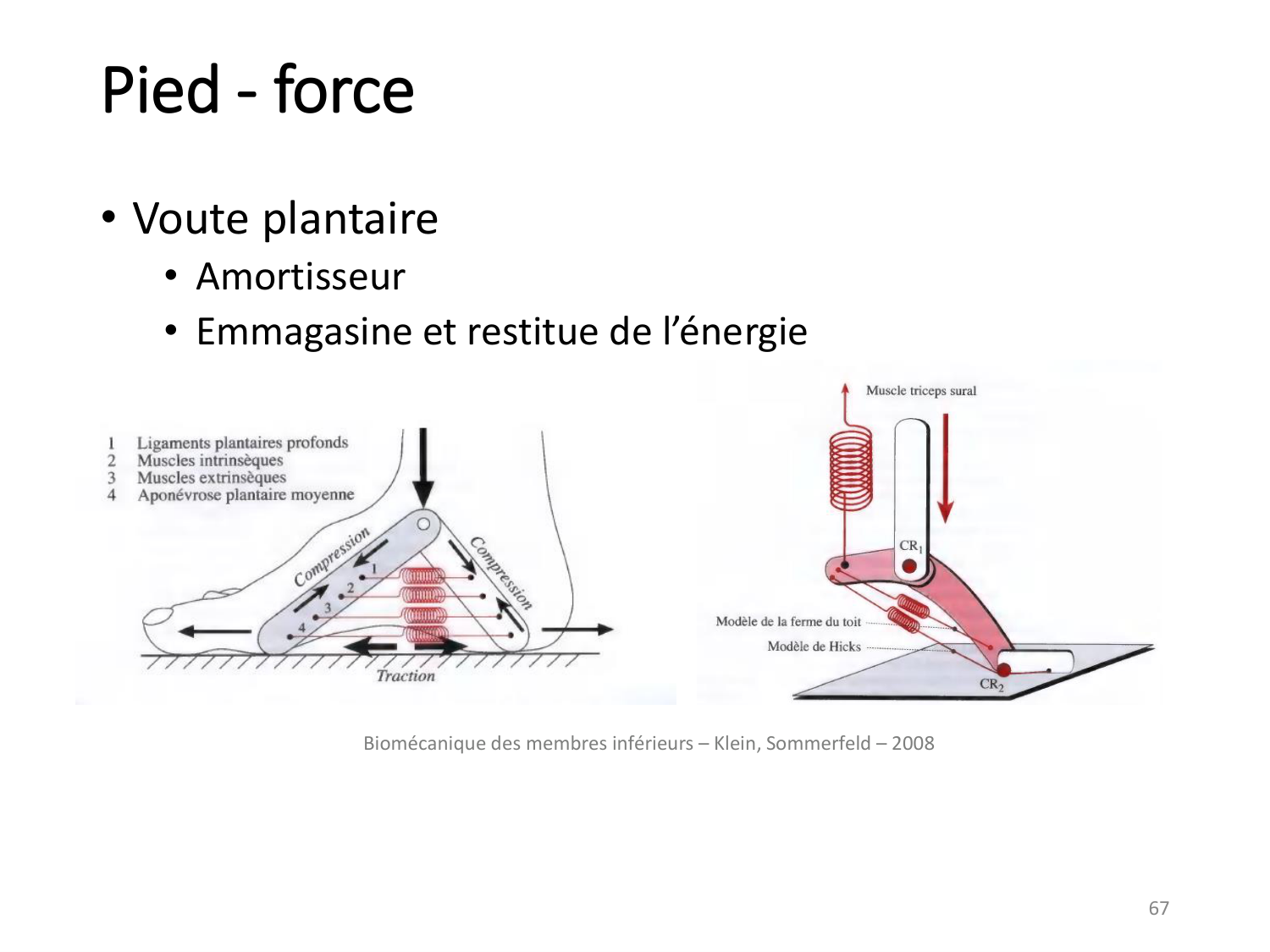 4-BiomecaniqueDuMembreInferieur-2026 page 66