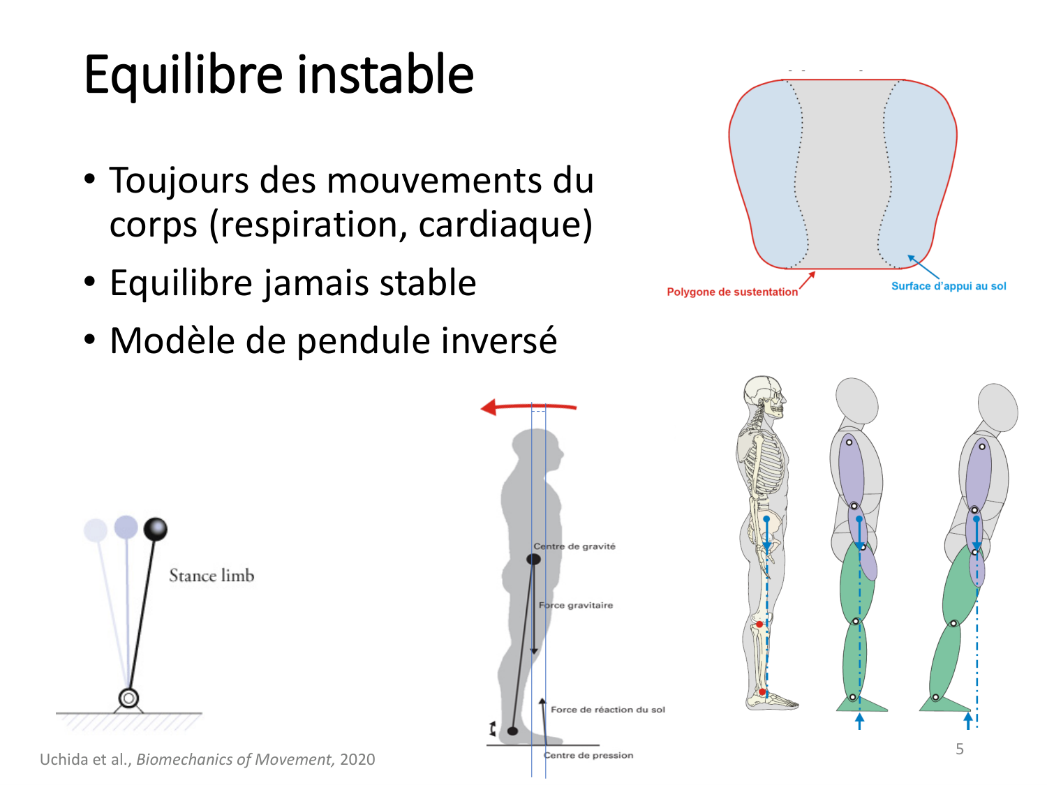 5-PhysiologieBiomecaniqueLocomotion-2026 page 5