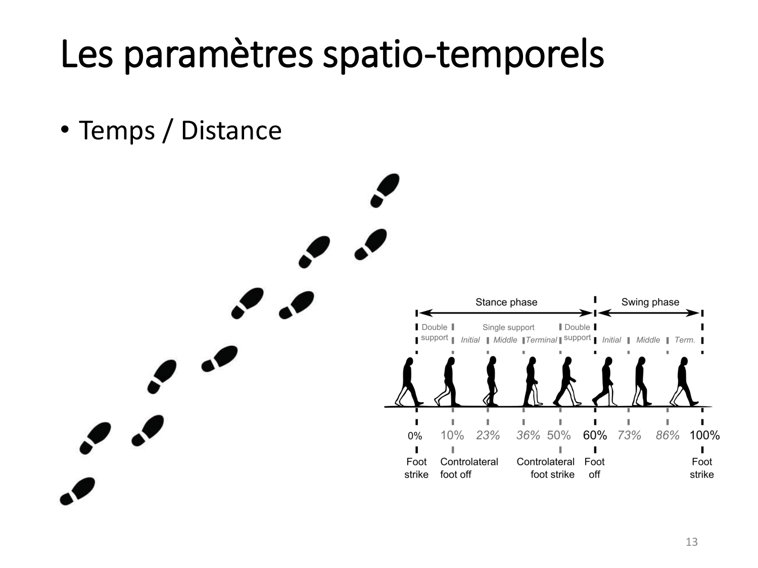 5-PhysiologieBiomecaniqueLocomotion-2026 page 13