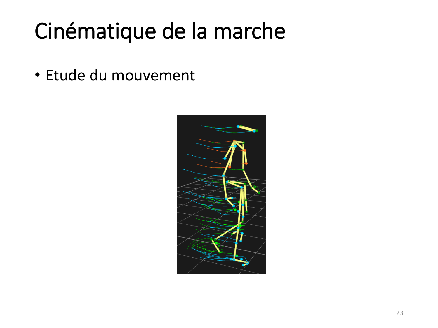 5-PhysiologieBiomecaniqueLocomotion-2026 page 23