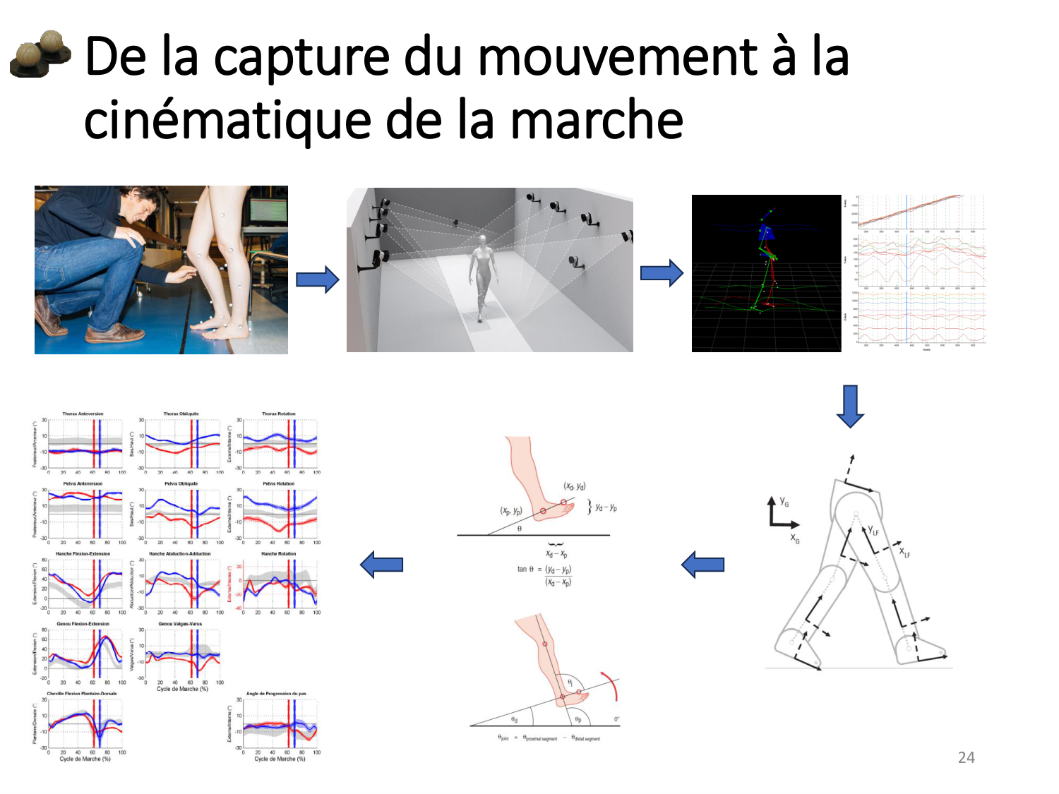 5-PhysiologieBiomecaniqueLocomotion-2026 page 24