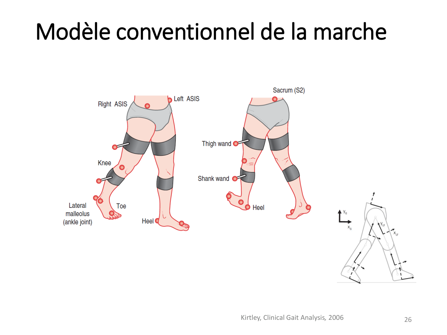 5-PhysiologieBiomecaniqueLocomotion-2026 page 26